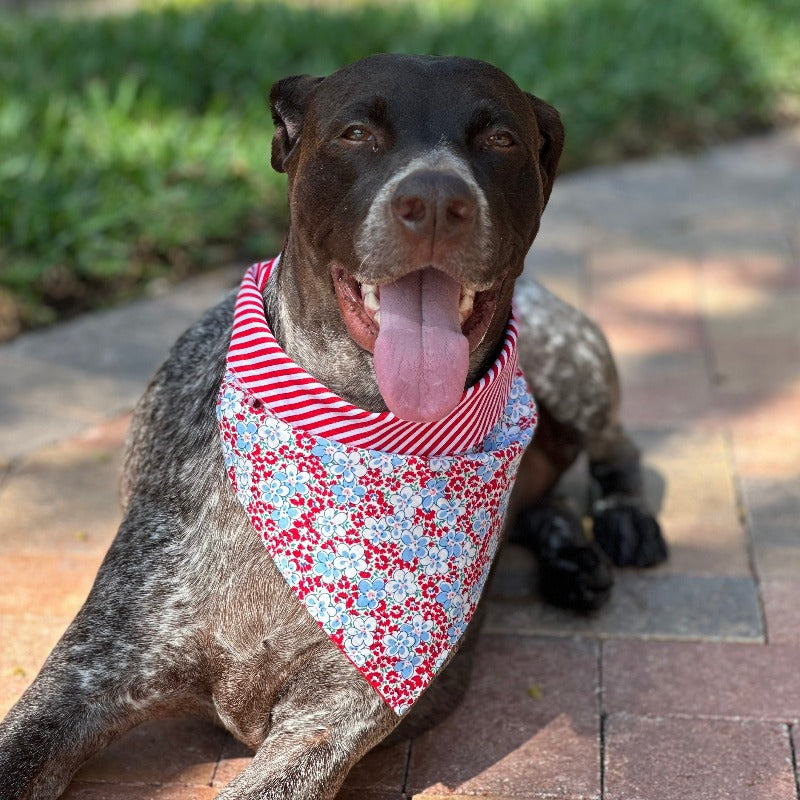 Red & Light Blue Flowers Bandana Dog Collar