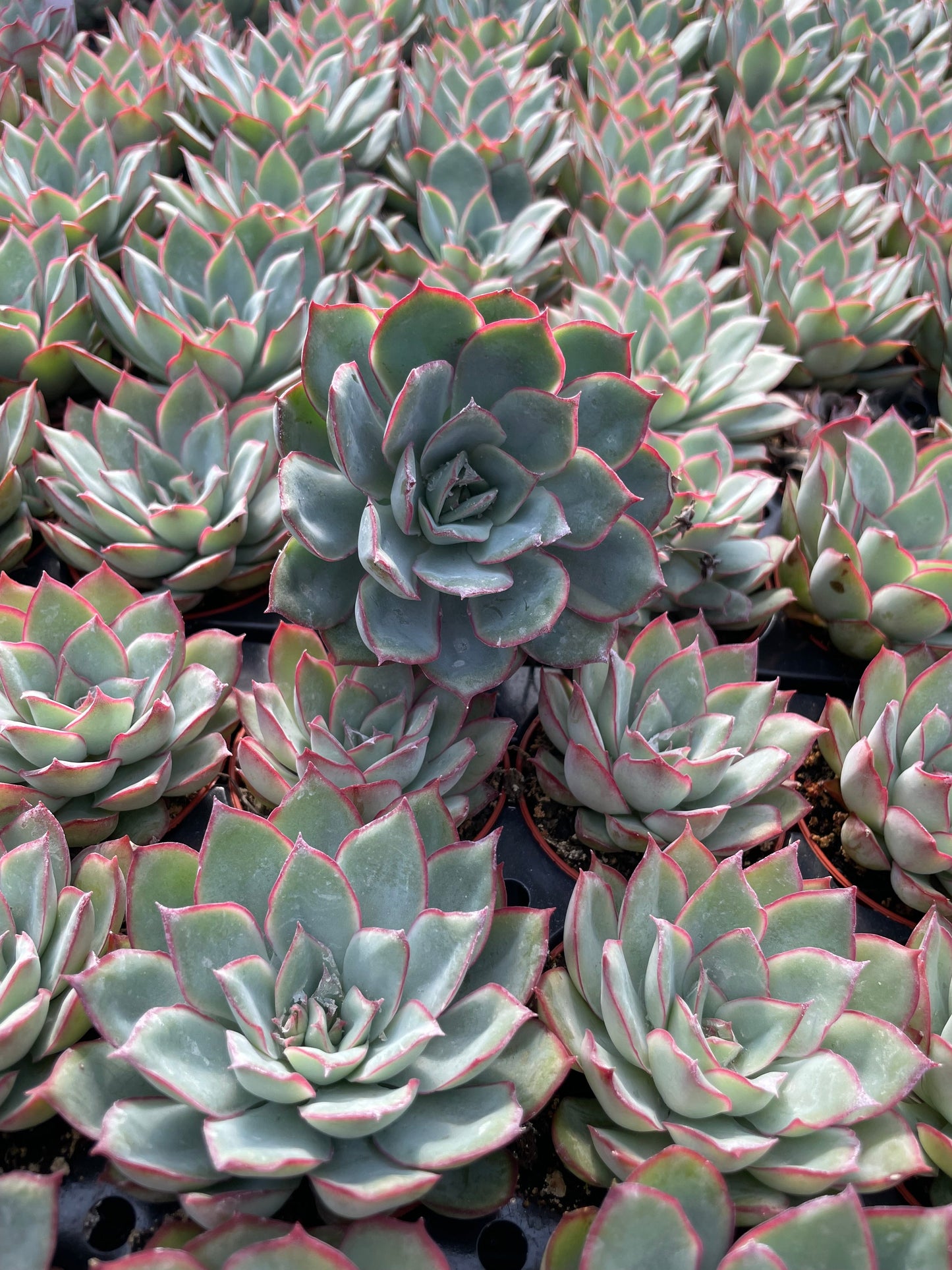 Echeveria Moonshine - Tray of 40