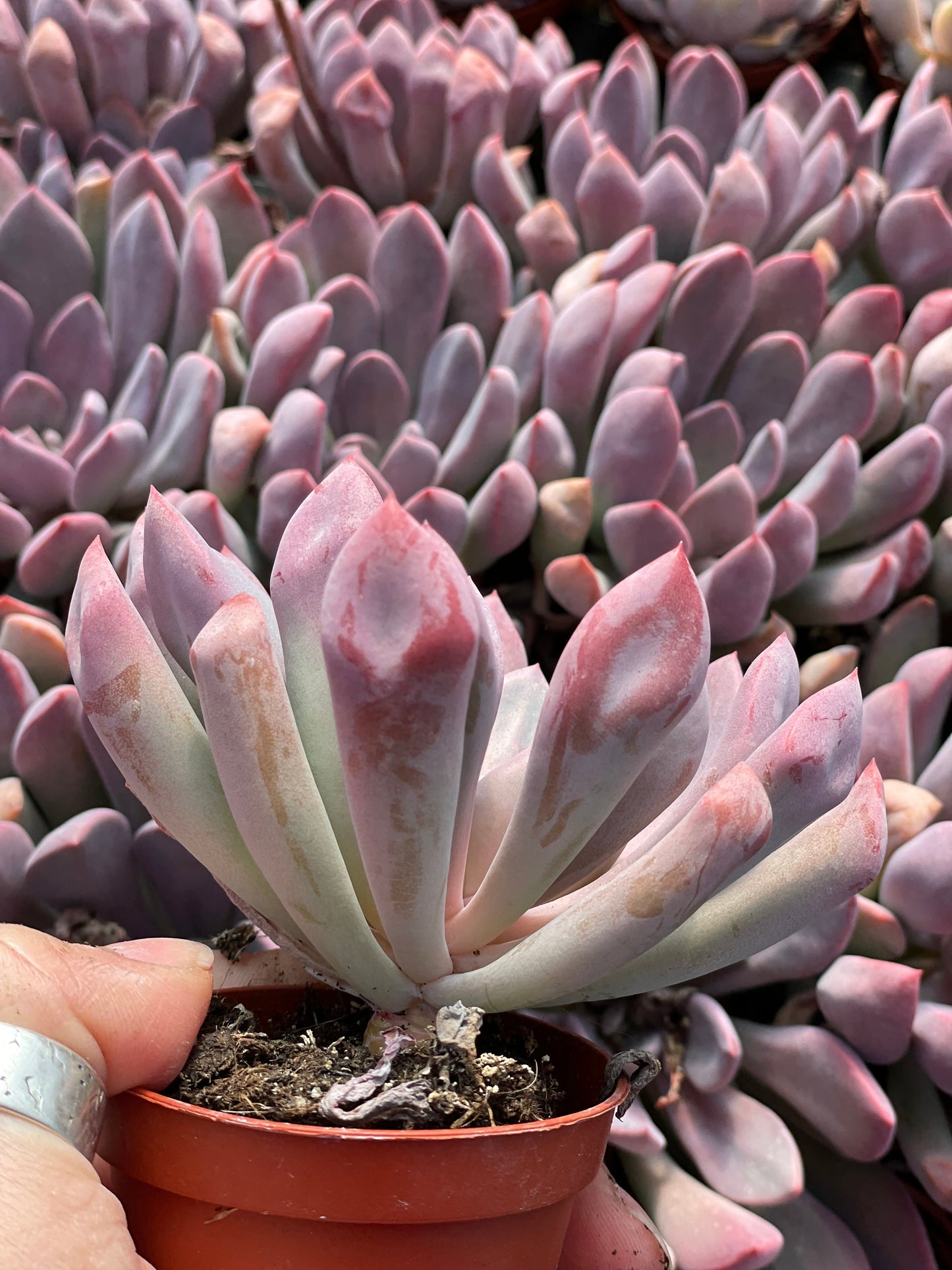 Echeveria Cupid - Tray of 40