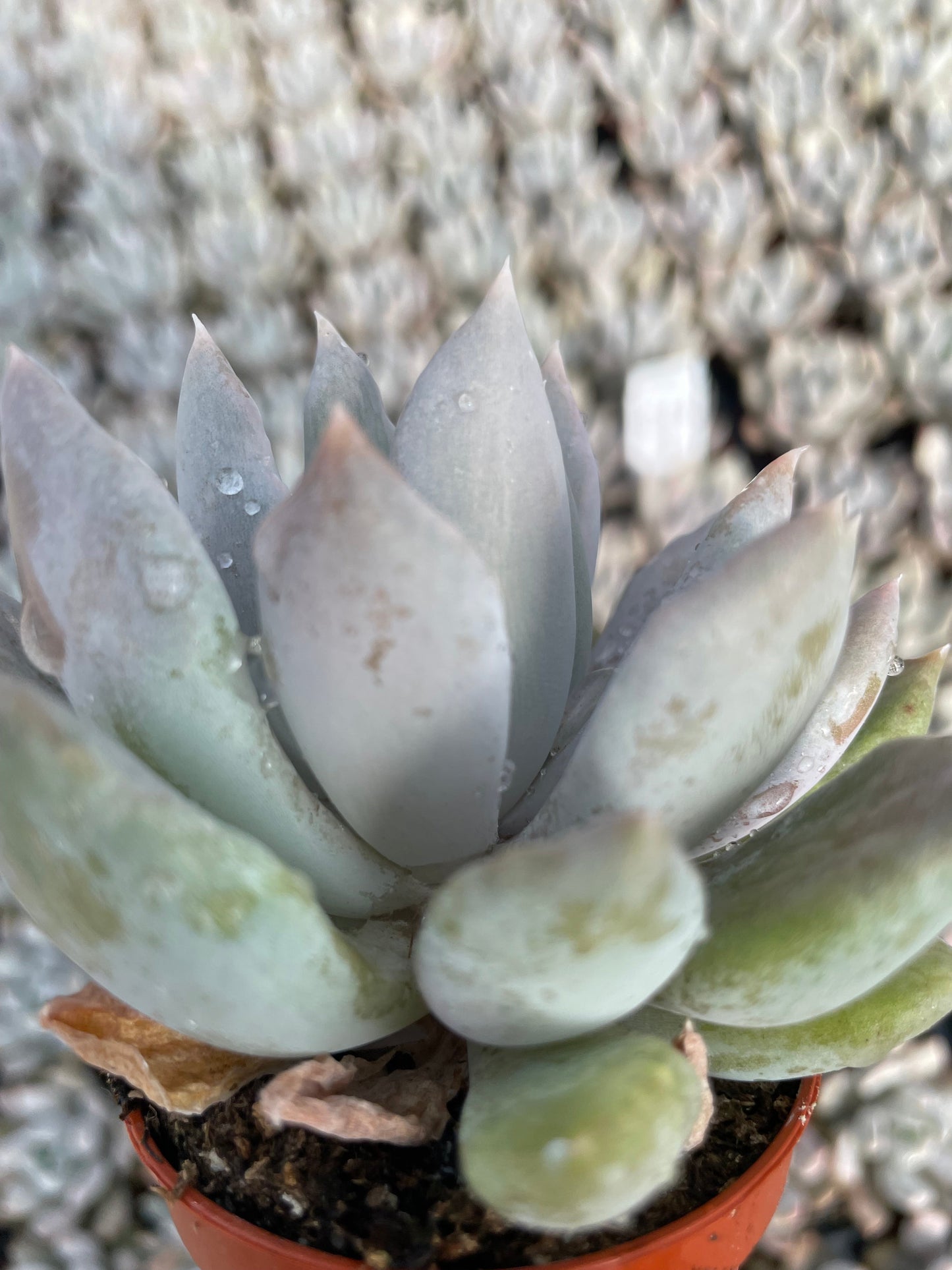 Echeveria Machette - Tray of 40