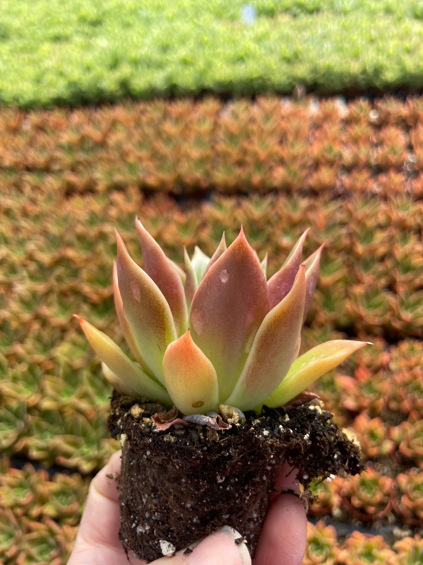 Echeveria Mexicana - Tray of 40