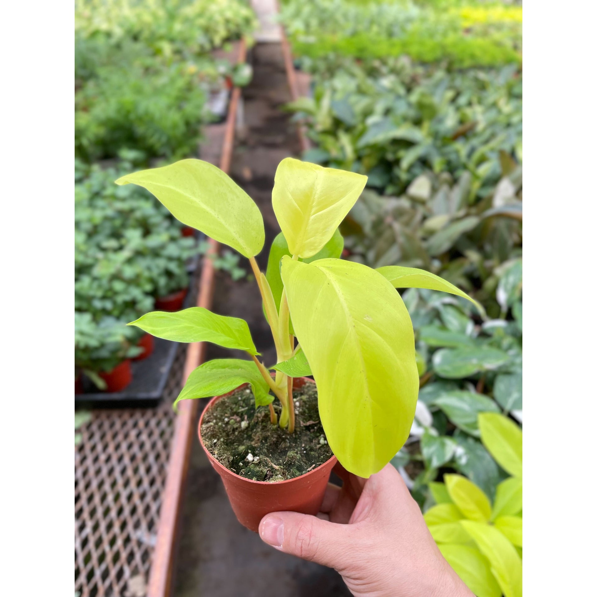 golden philodendron Philodendron Golden Goddess