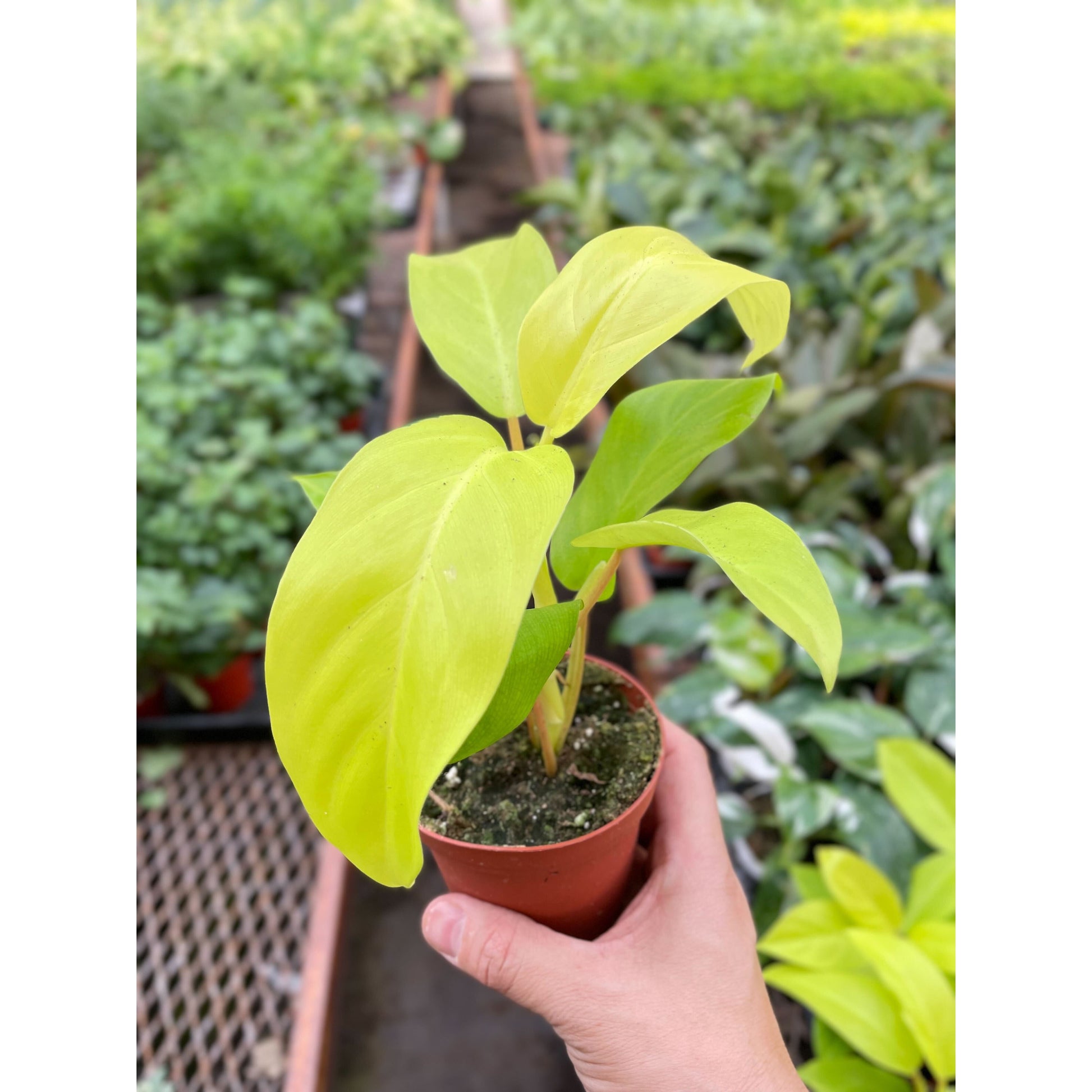 philodendron golden godess Philodendron Golden Goddess