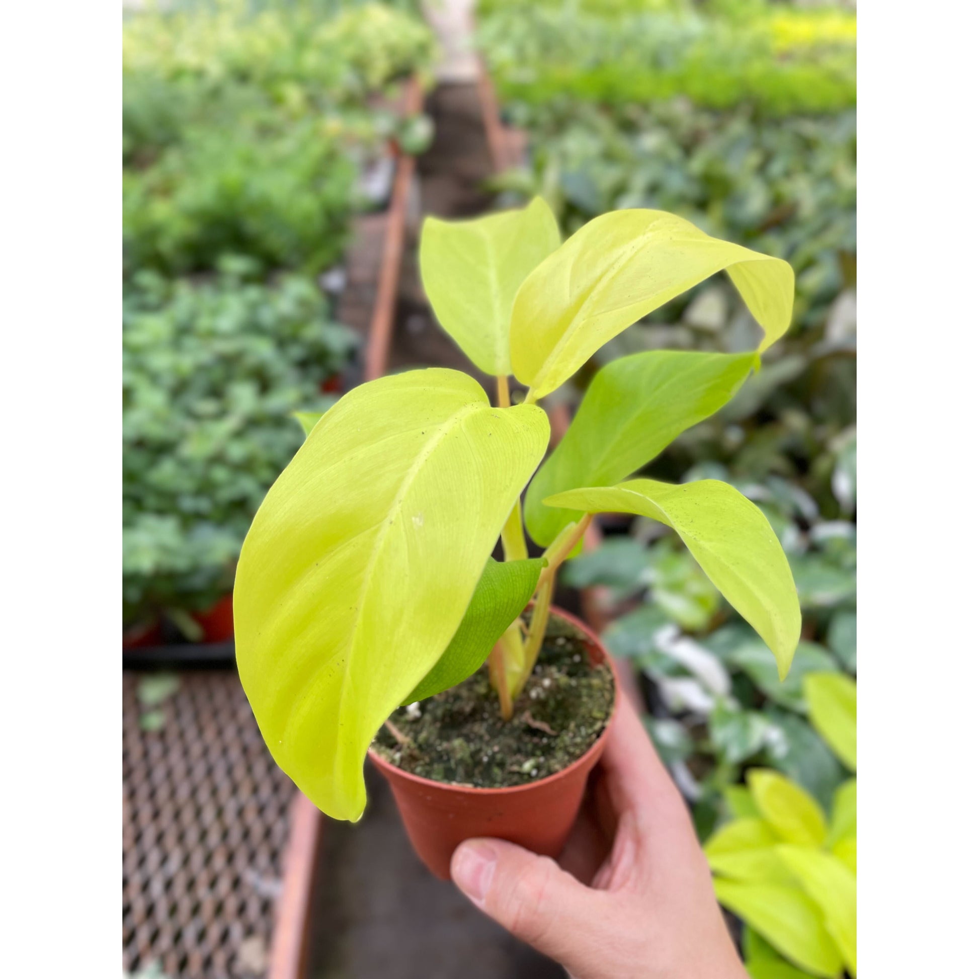 golden philodendron Philodendron Golden Goddess