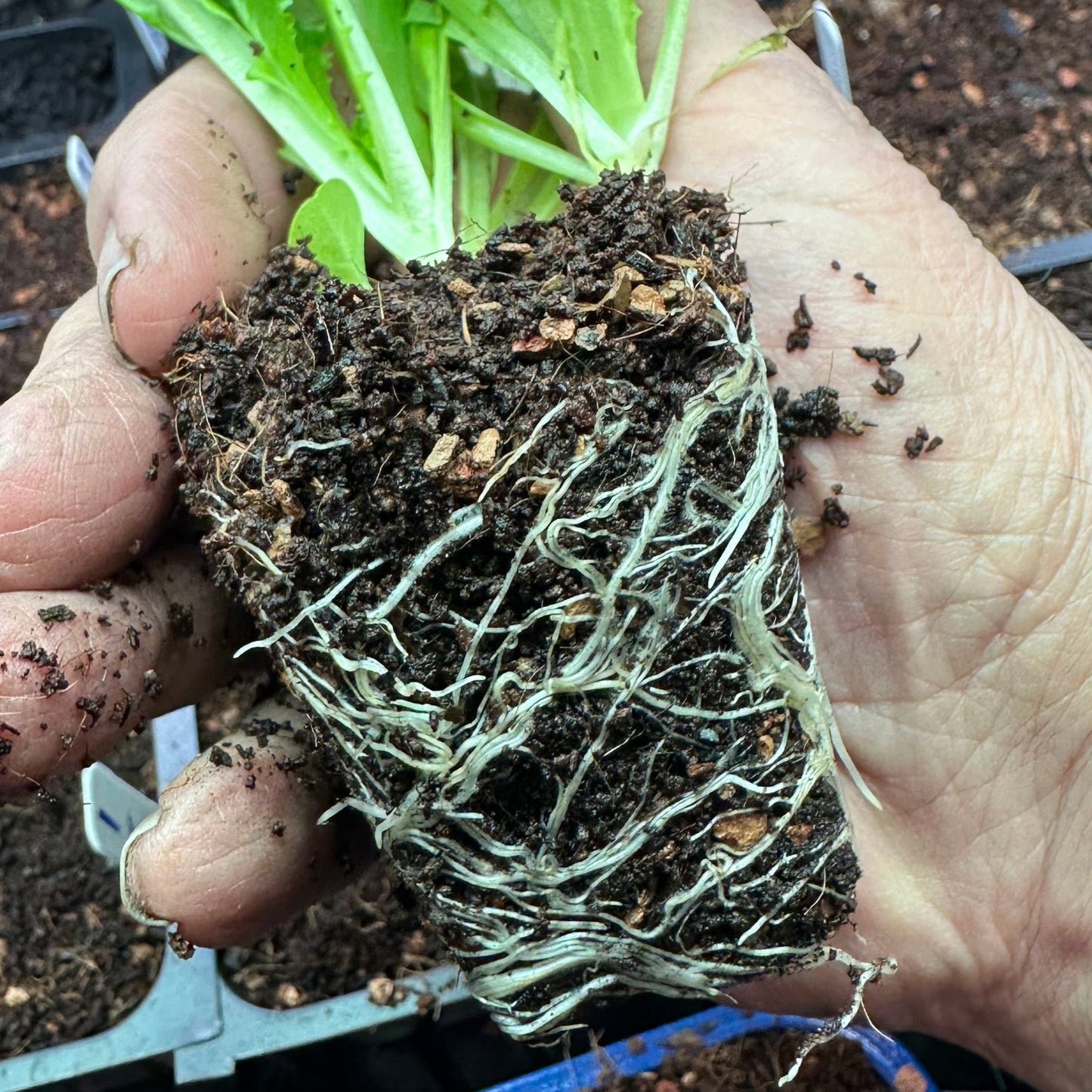 Seedling & Propagation Mix