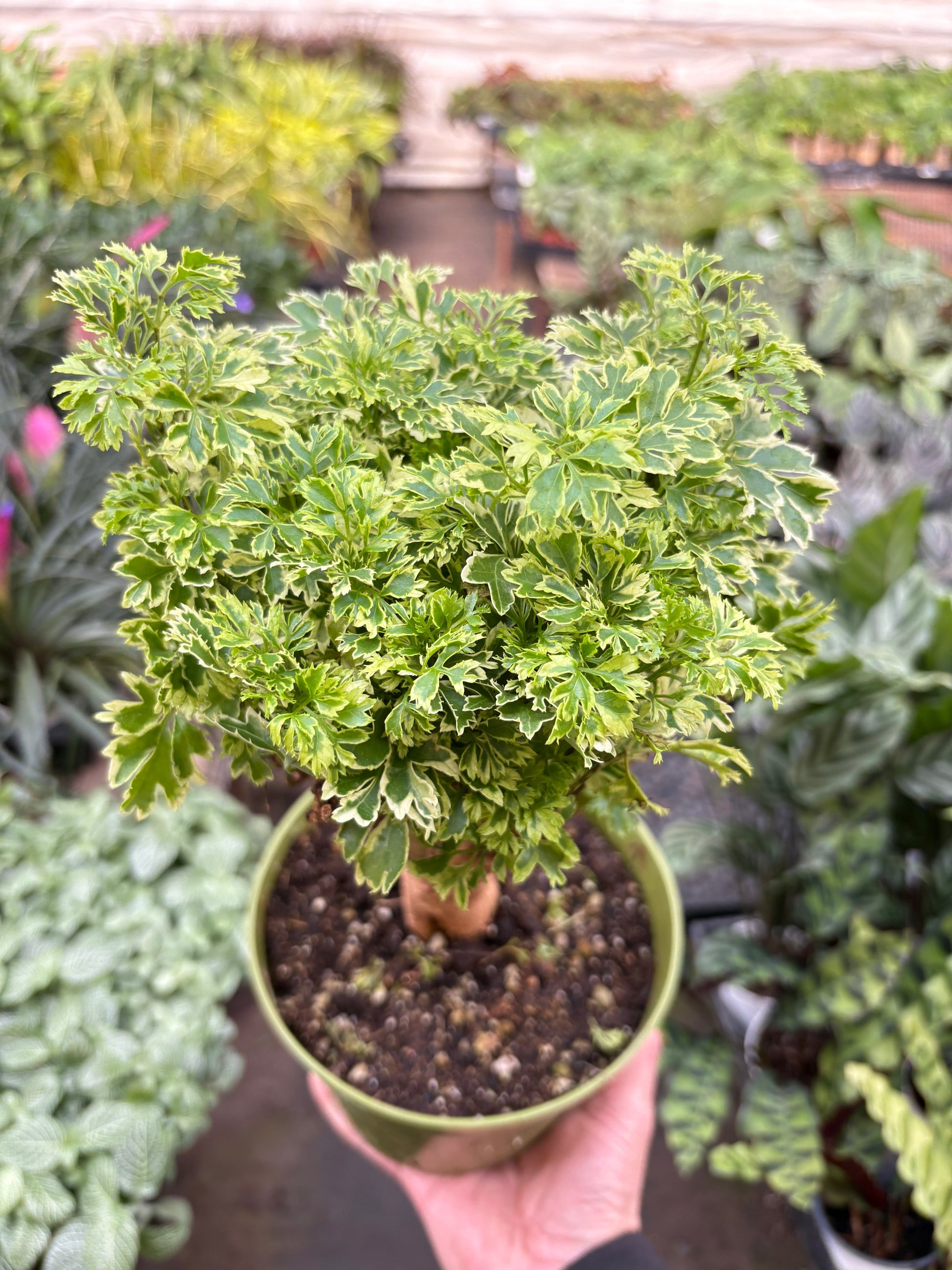 aralia bonsai tree Aralia Ming Gold Mini Bonsai