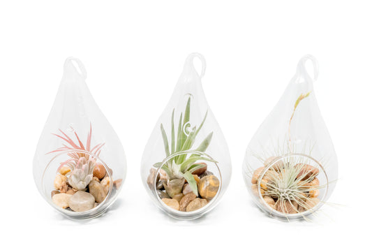 Set of 3 Airy Teardrop Terrariums with Flat Bottoms