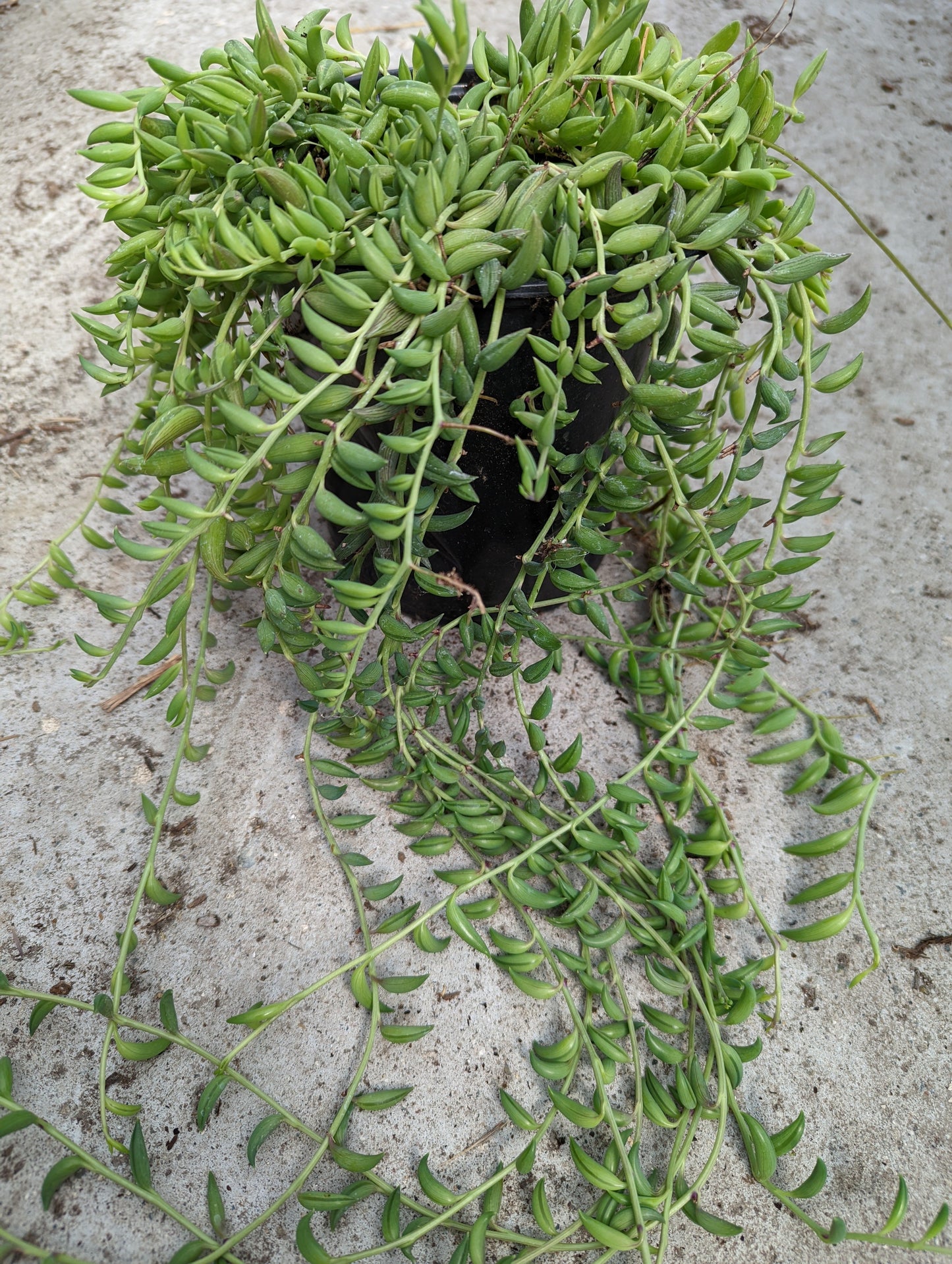 String of Bananas Senecio radicans
