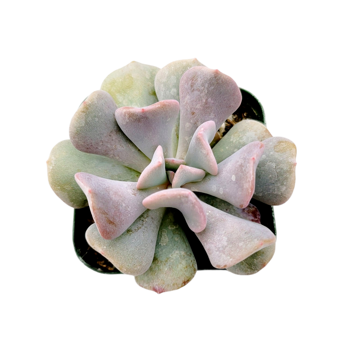 Echeveria 'Cubic Frost'