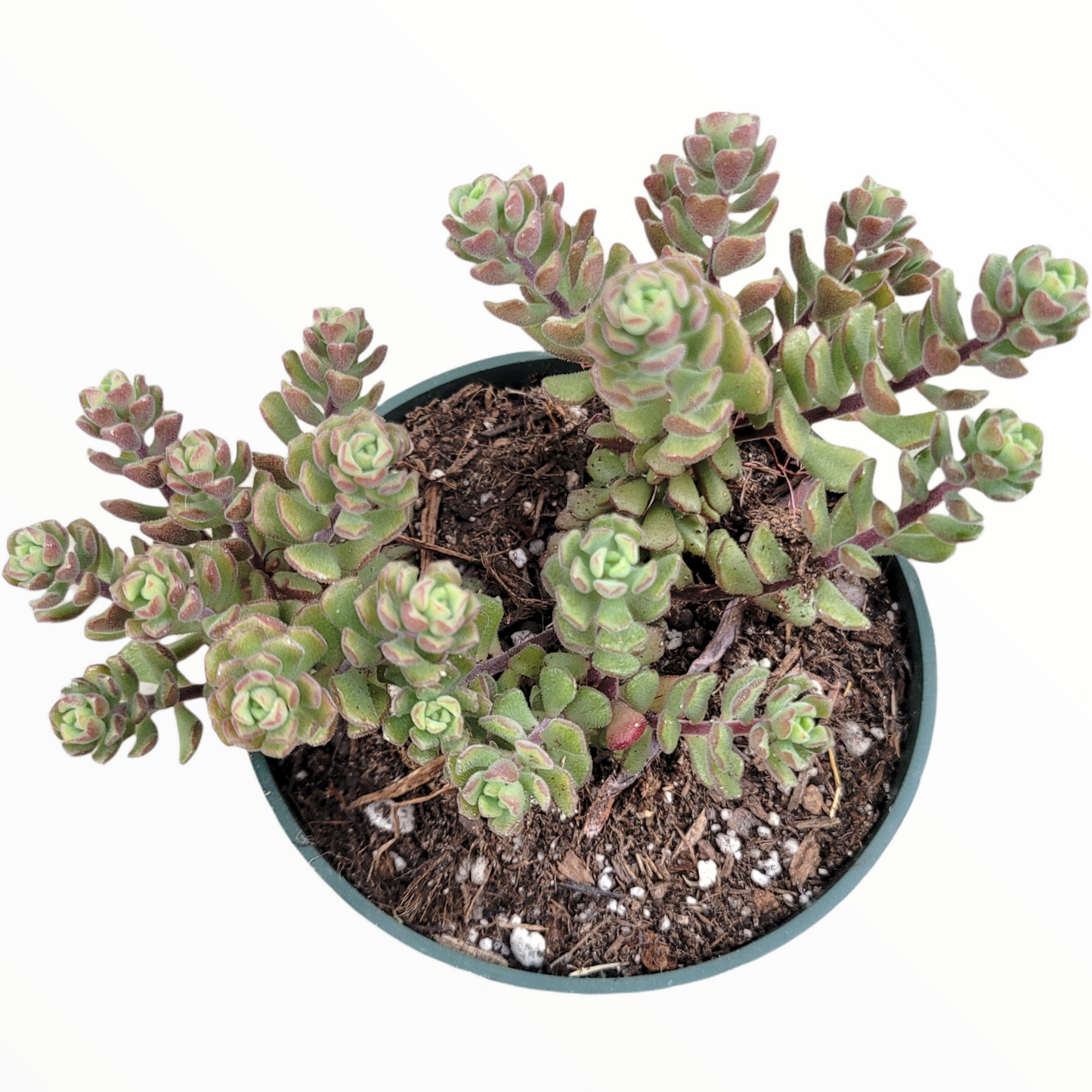Sedum versadense Korean Succulent