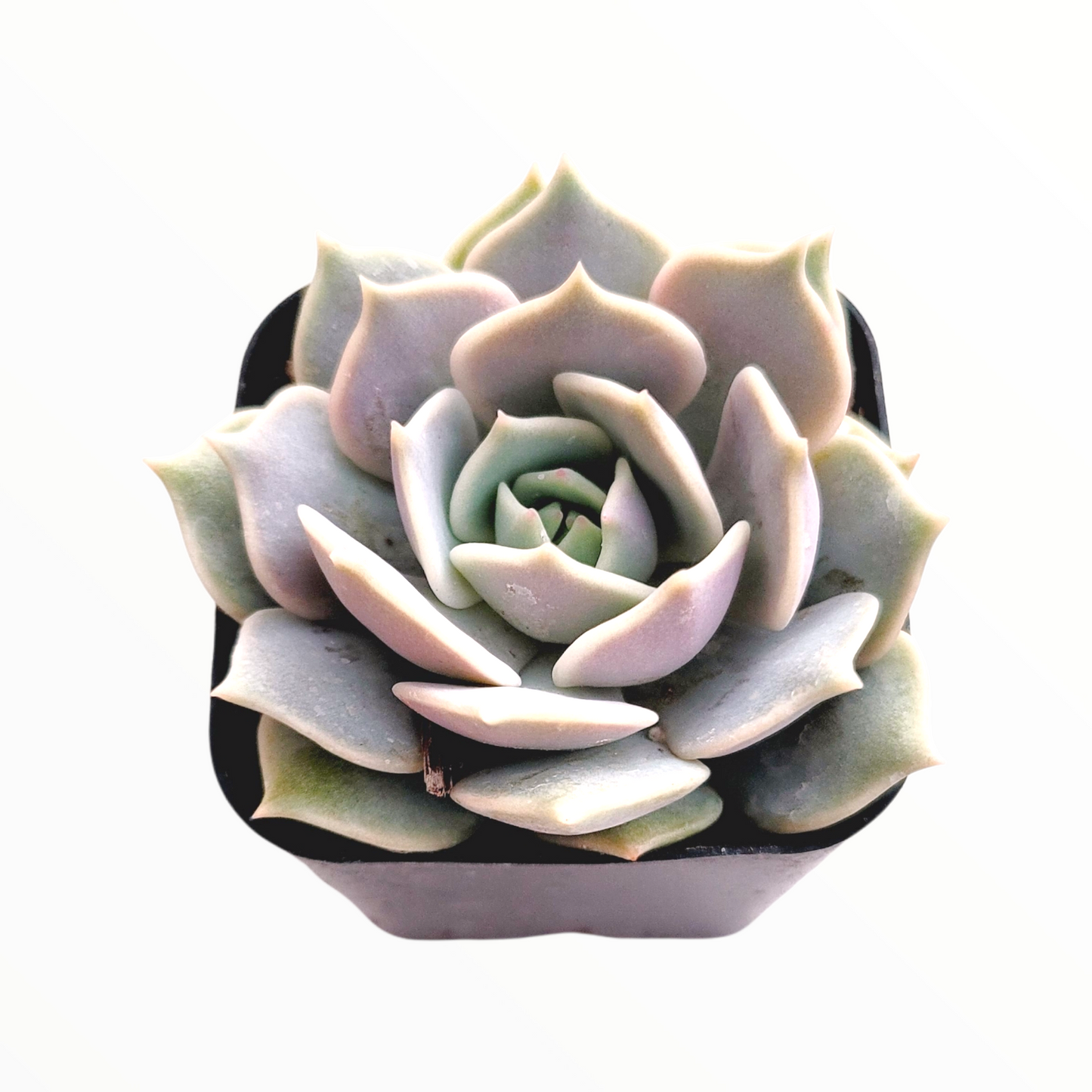 Echeveria 'Lola'