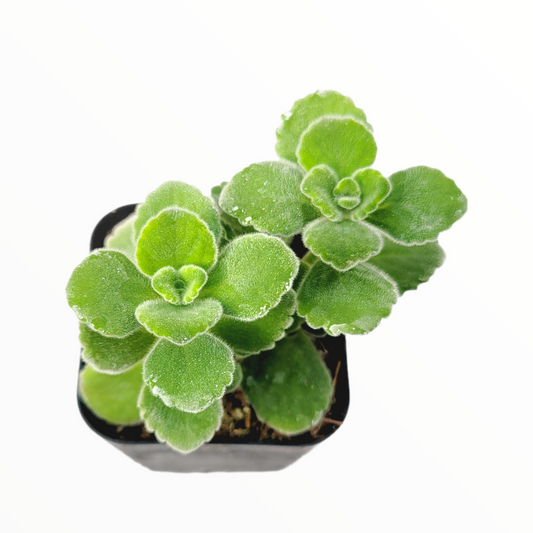 Plectranthus tomentosa - Vicks Plant