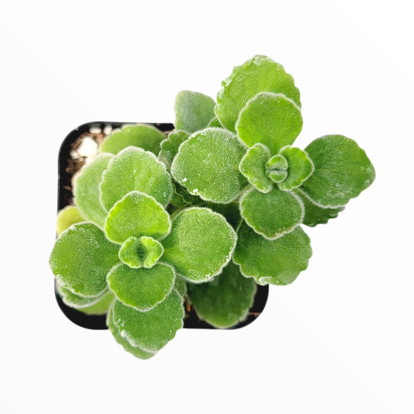 Plectranthus tomentosa - Vicks Plant