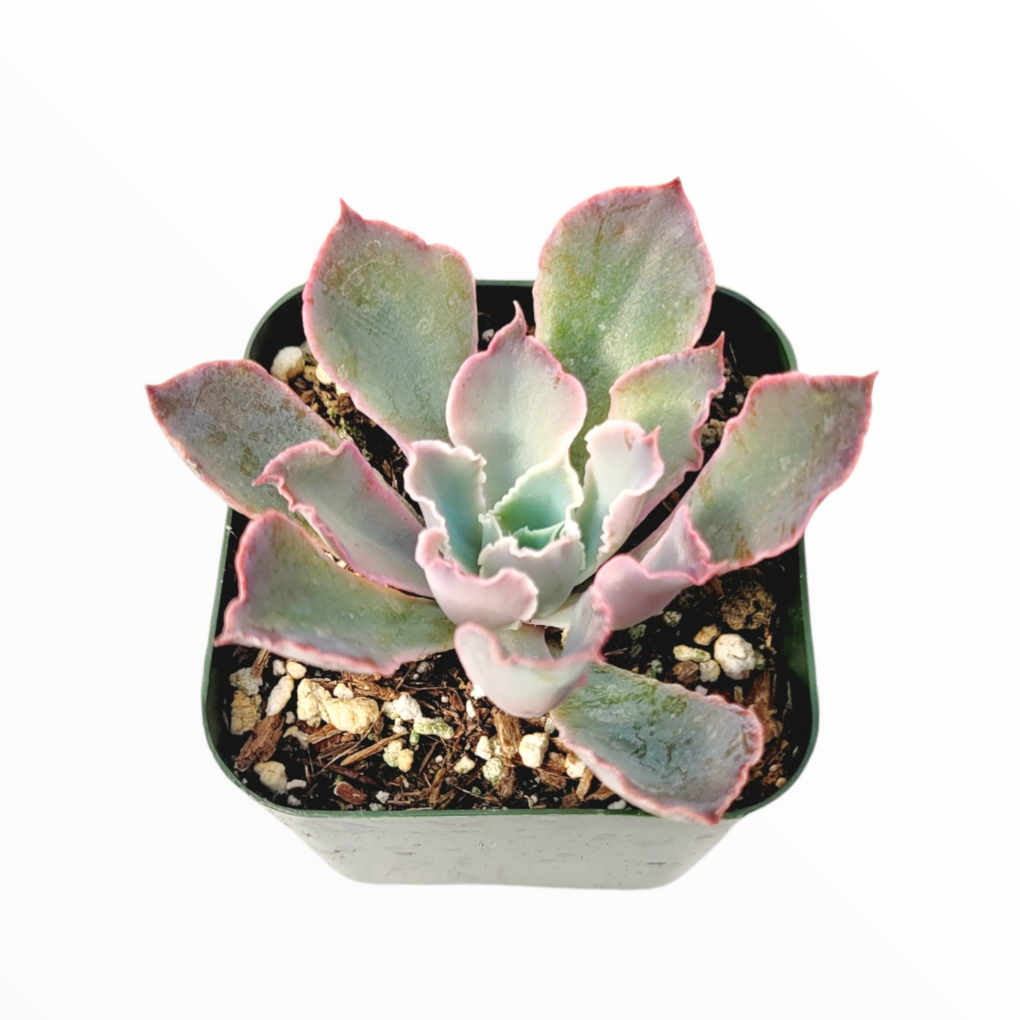 Echeveria 'Neon Breakers'