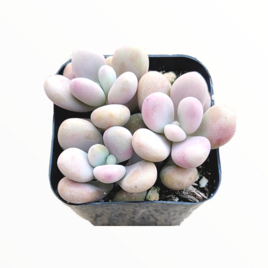 Graptopetalum amethystinum - Lavender Pebbles