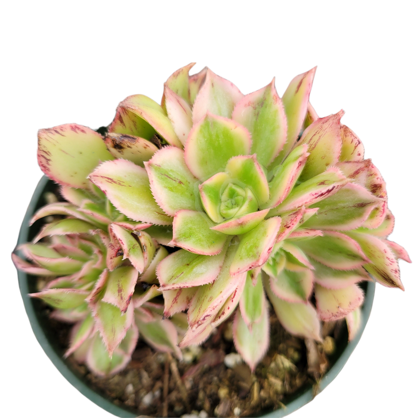 Aeonium Sunburst Crest