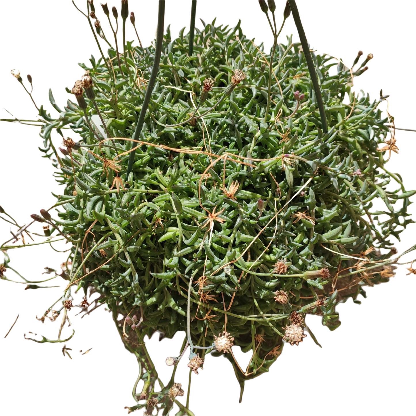 String of Dolphins Senecio peregrinus
