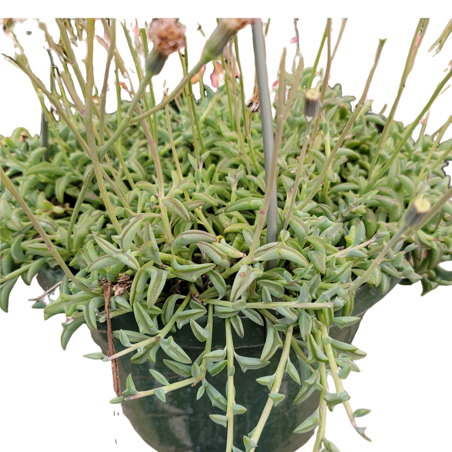 String of Dolphins Senecio peregrinus