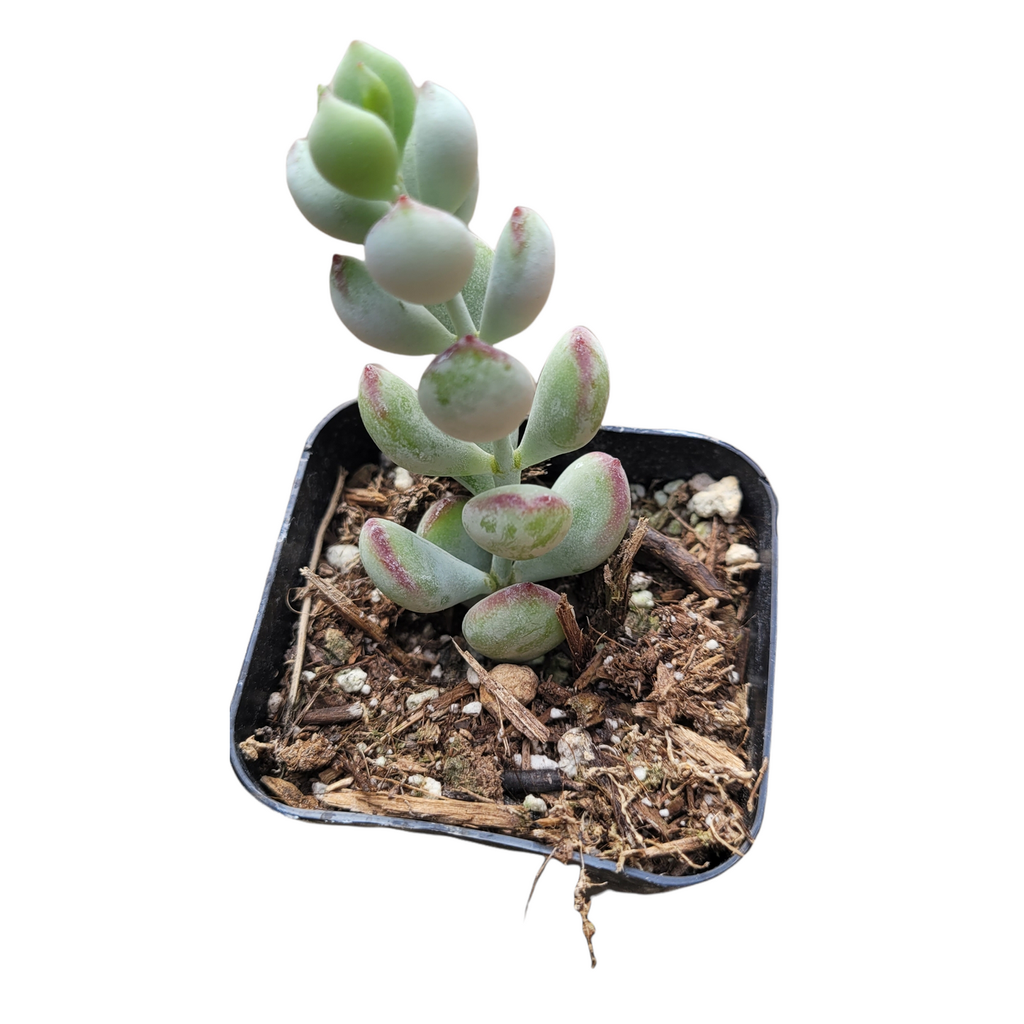 Cotyledon pendens 'Cliff Cotyledon'