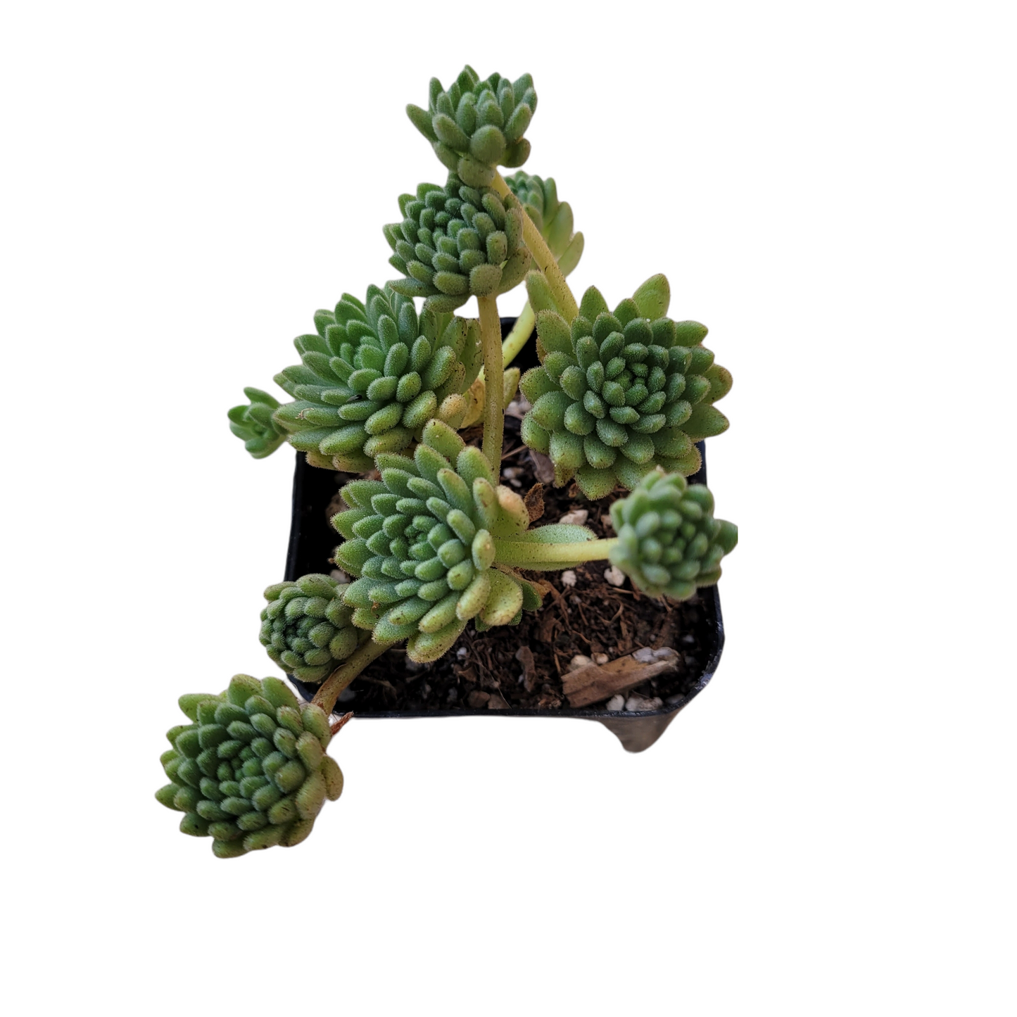Sedum winkleri