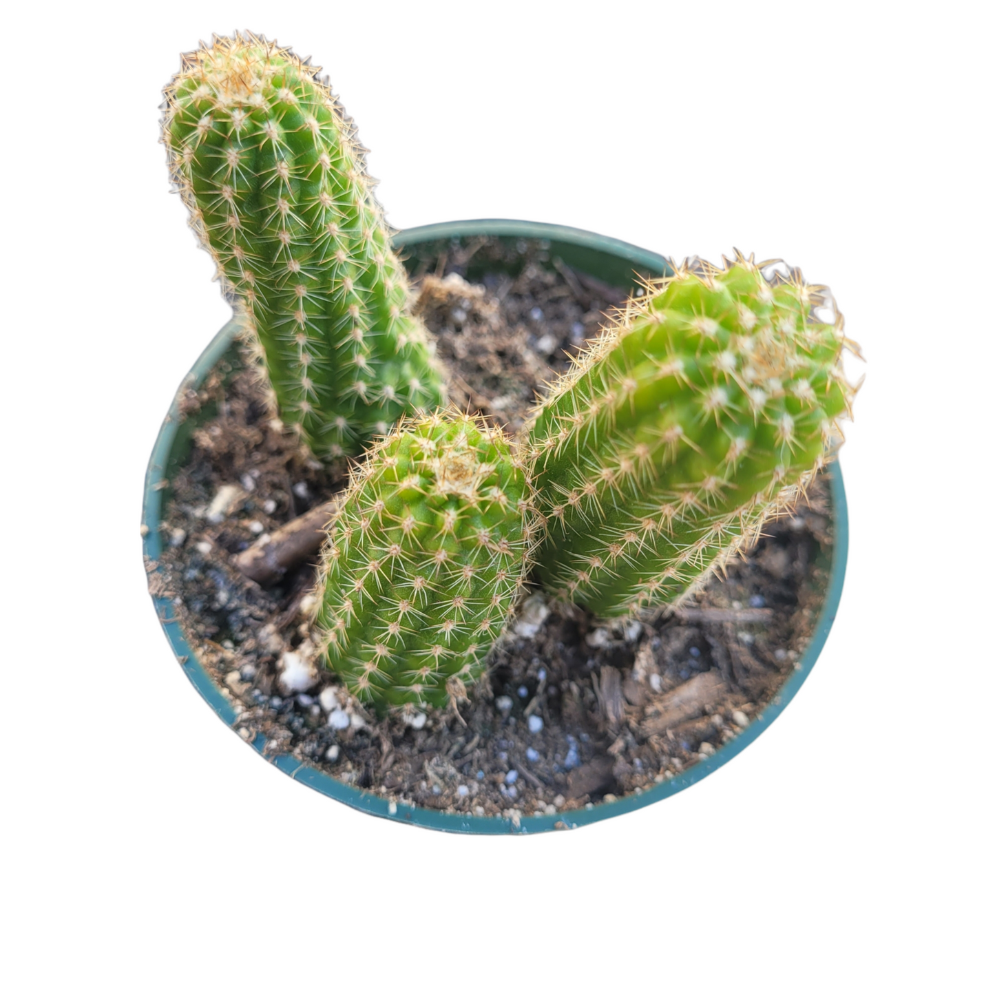 Chamaelobivia 'Rose Quartz' Peanut Cactus