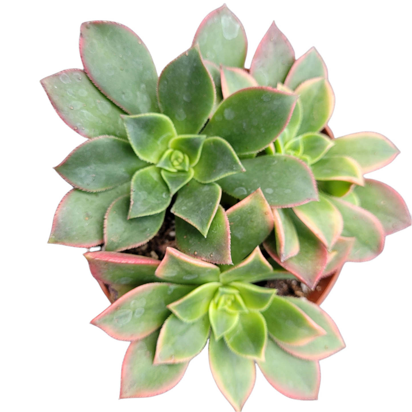 Aeonium 'Kiwi'