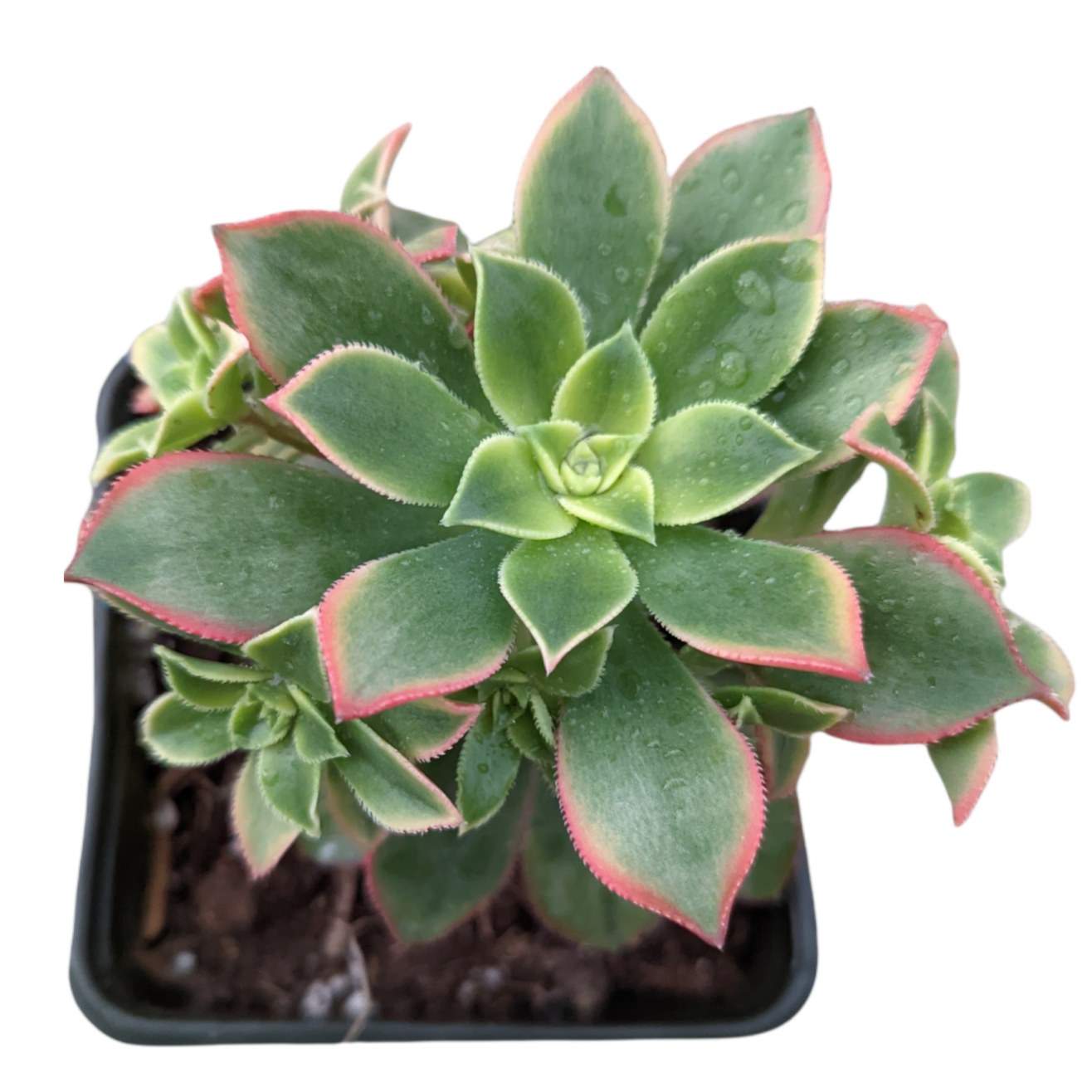 Aeonium 'Kiwi'