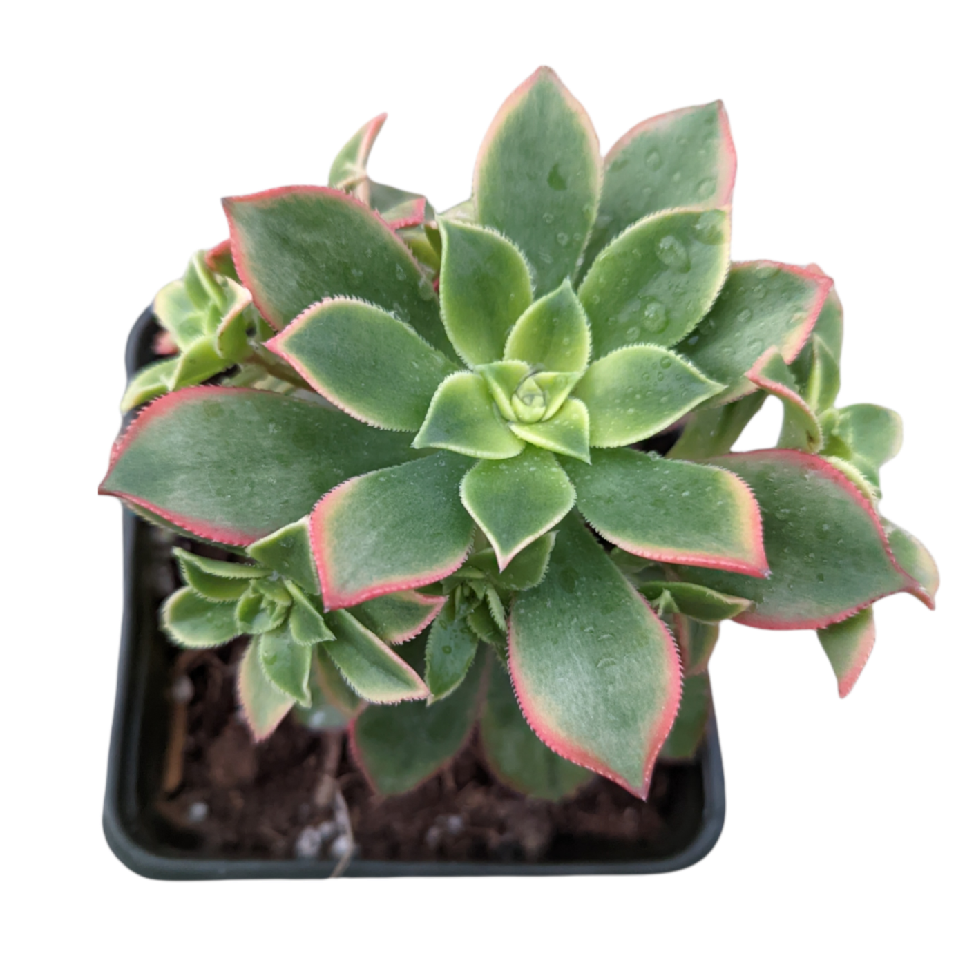Aeonium 'Kiwi'