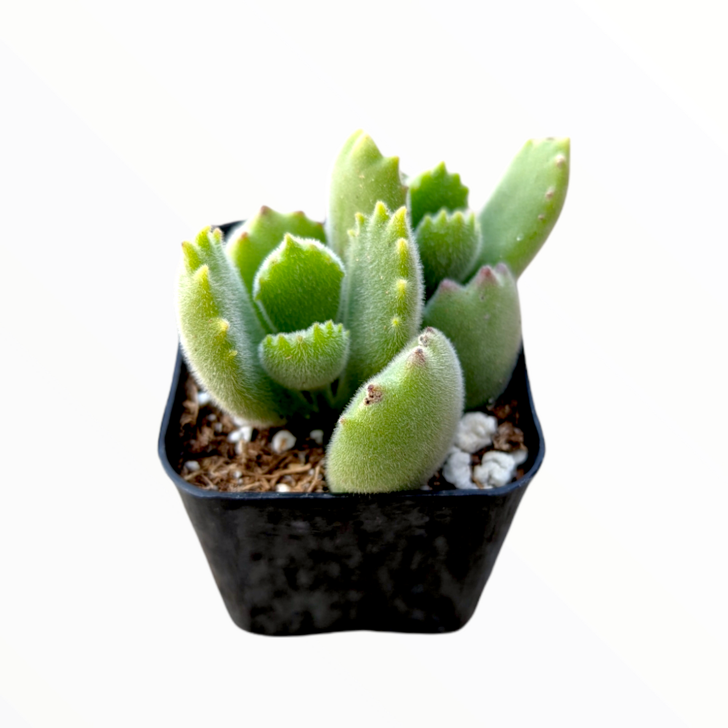 Cotyledon tomentosa Bear's Paw
