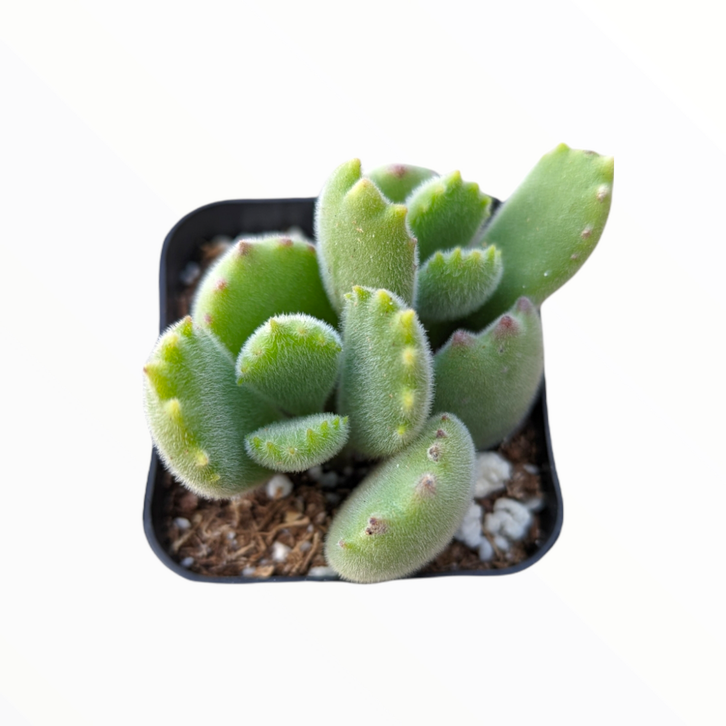 Cotyledon tomentosa Bear's Paw