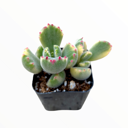 Cotyledon tomentosa Variegated Bear's Paw