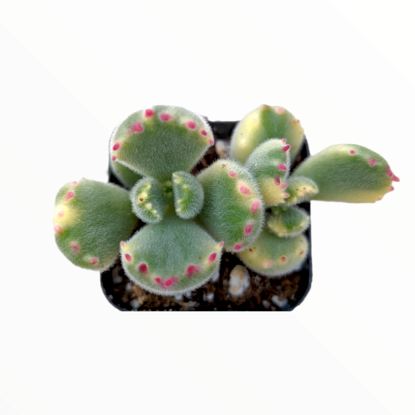 Cotyledon tomentosa Variegated Bear's Paw
