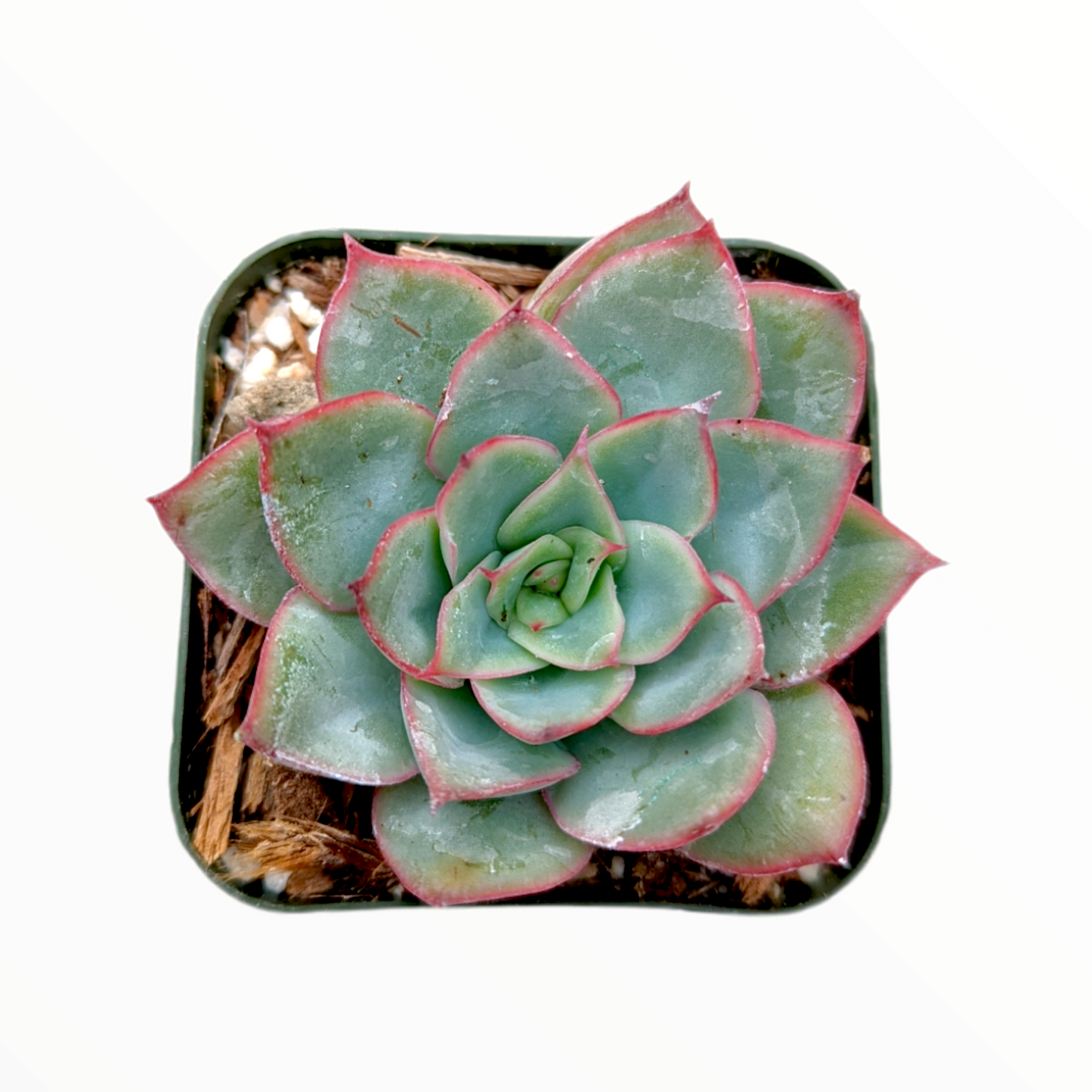 Echeveria pulidonis