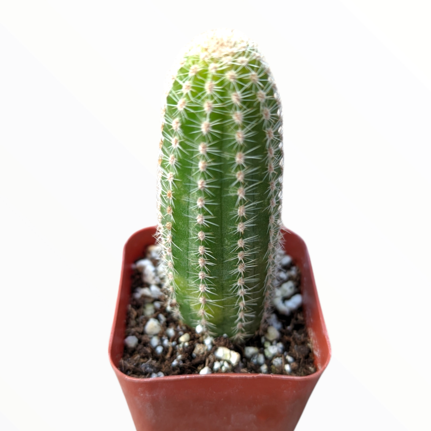 Chamaelobivia 'Rose Quartz' Peanut Cactus