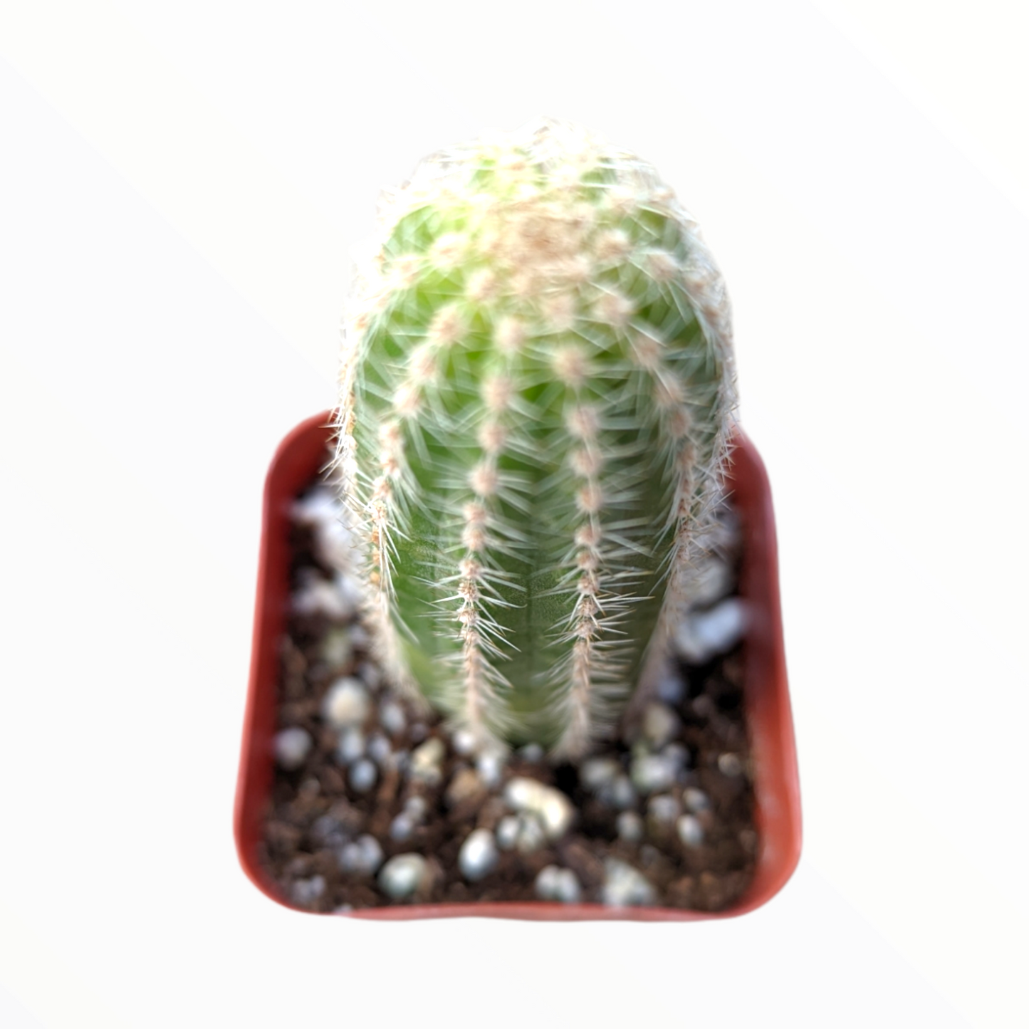 Chamaelobivia 'Rose Quartz' Peanut Cactus