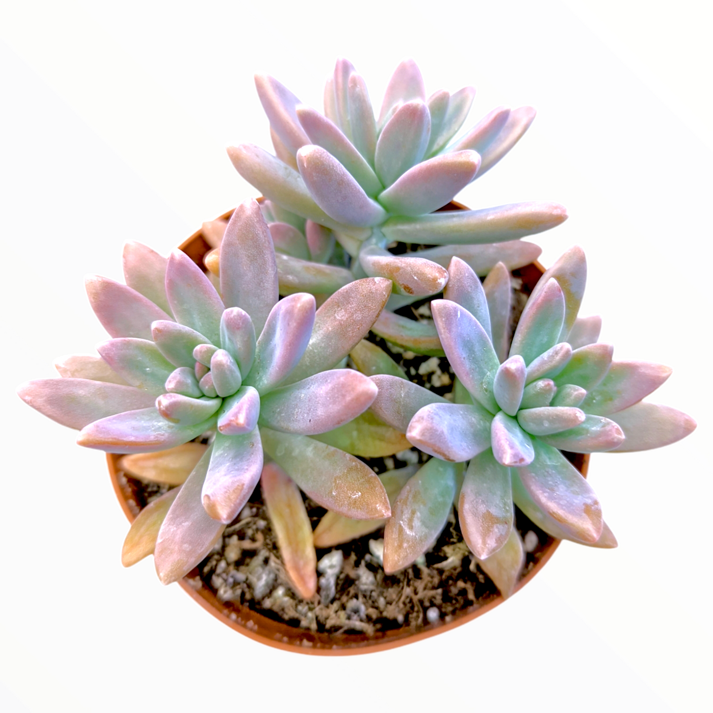 Graptosedum 'Francesco Baldi'