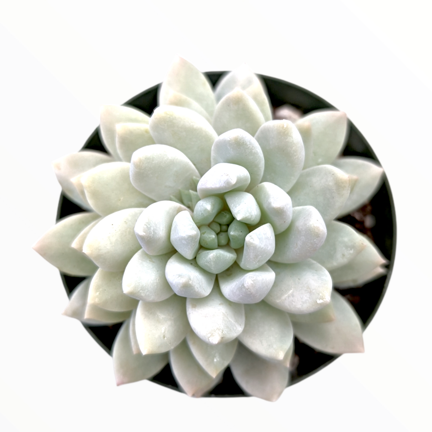 Sedeveria 'Lilac Mist'