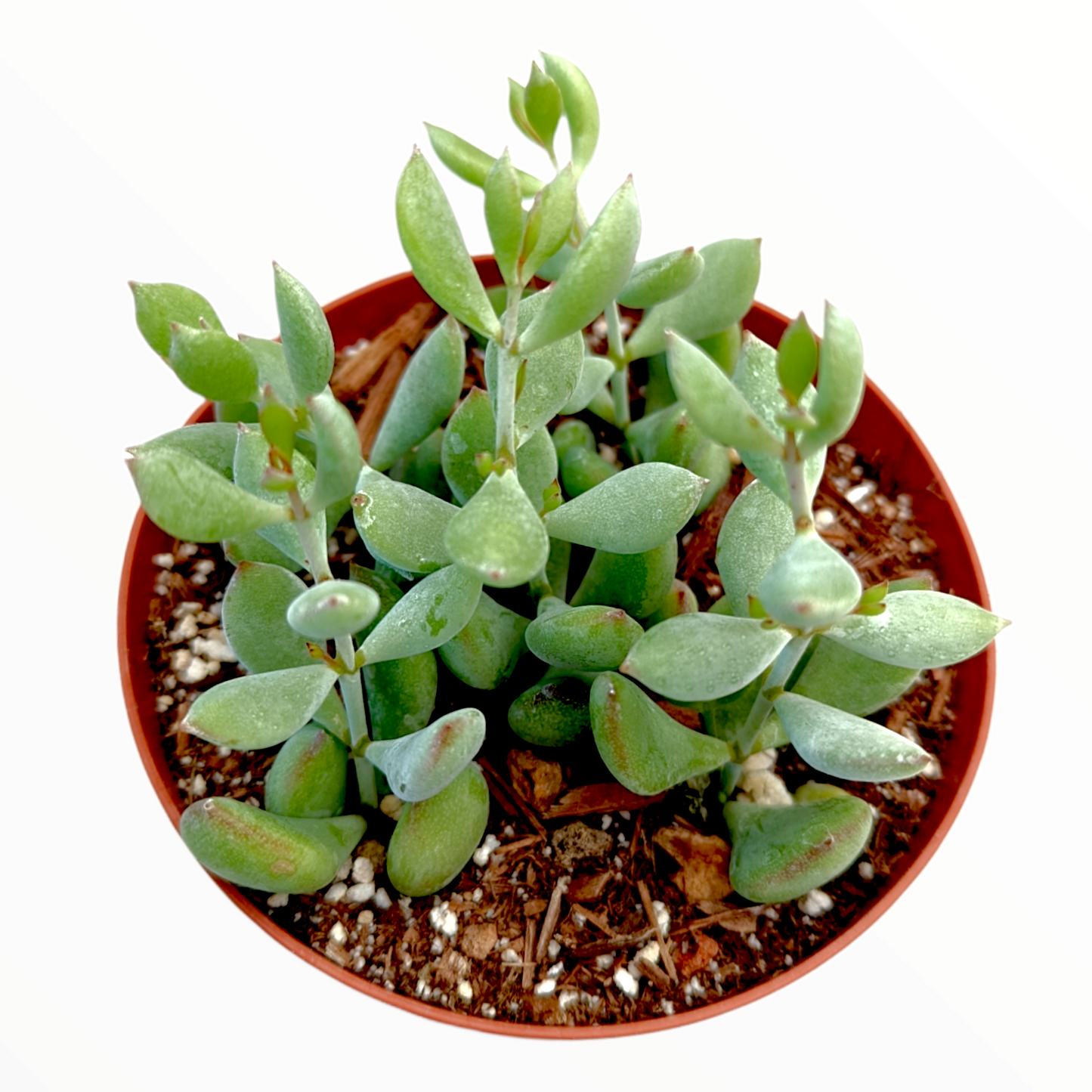 Cotyledon pendens 'Cliff Cotyledon'