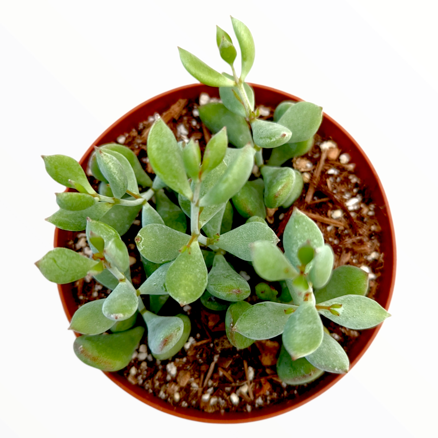 Cotyledon pendens 'Cliff Cotyledon'