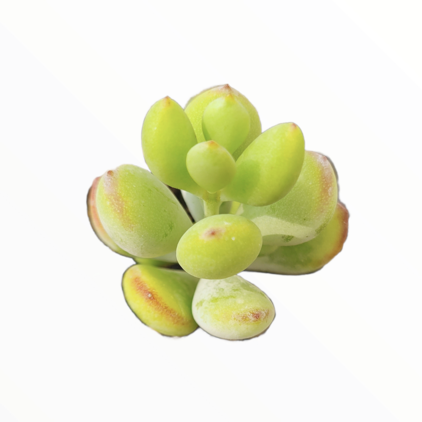 Cotyledon pendens 'Cliff Cotyledon'