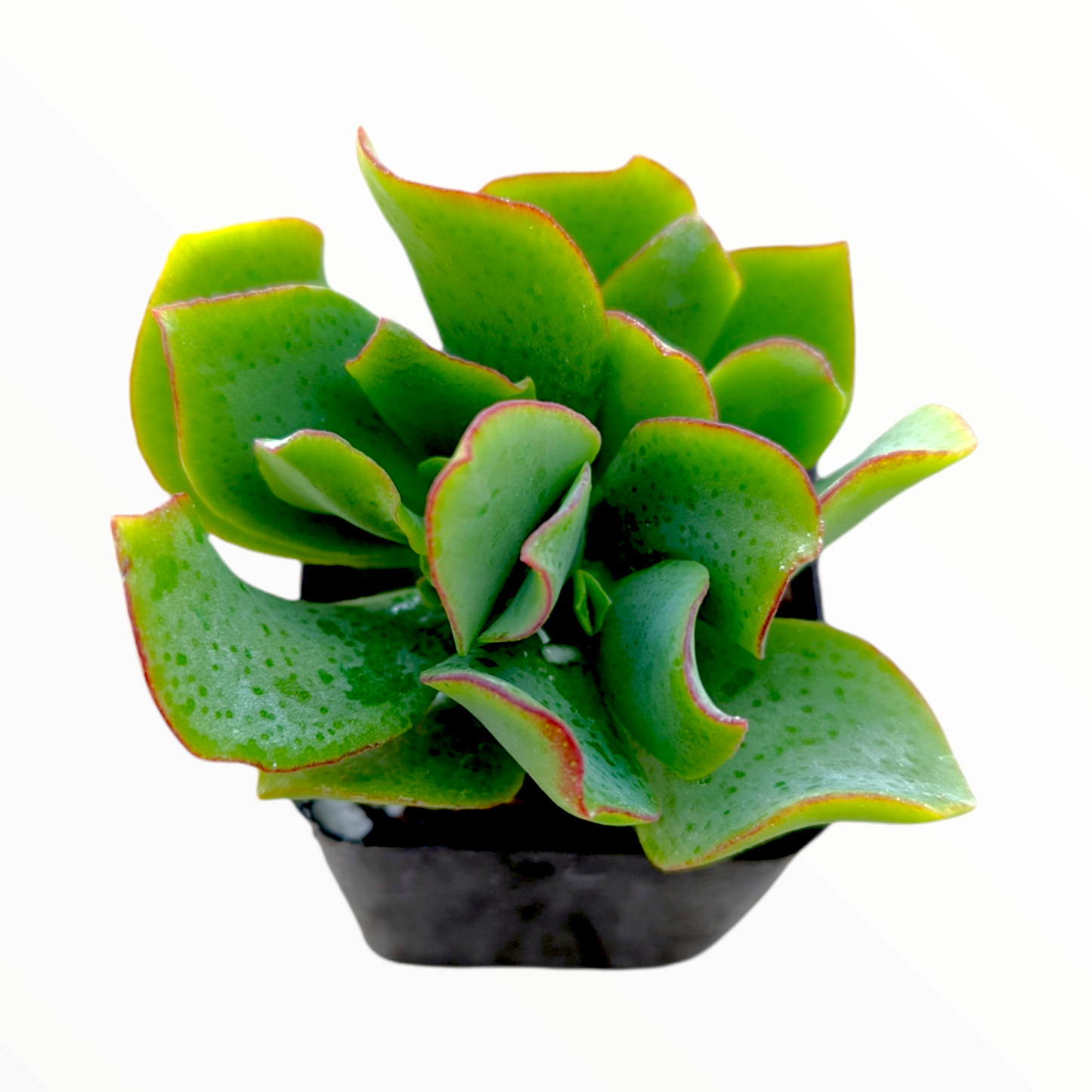 Crassula arborescens undulatifolia 'Ripple Jade'