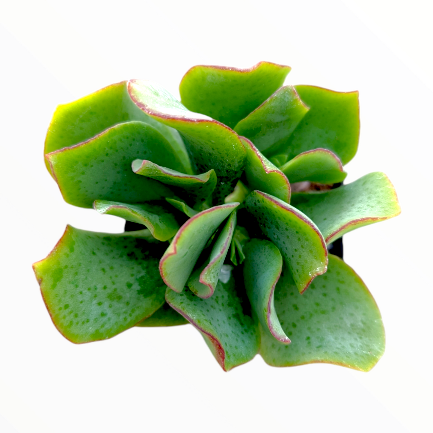 Crassula arborescens undulatifolia 'Ripple Jade'