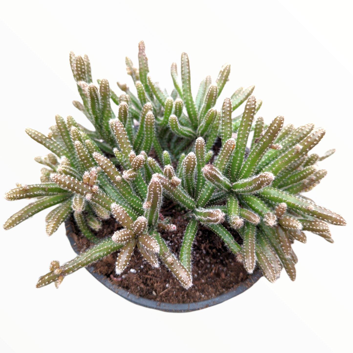 Rhipsalis baccifera subsp. horrida Mouse Tail Cactus