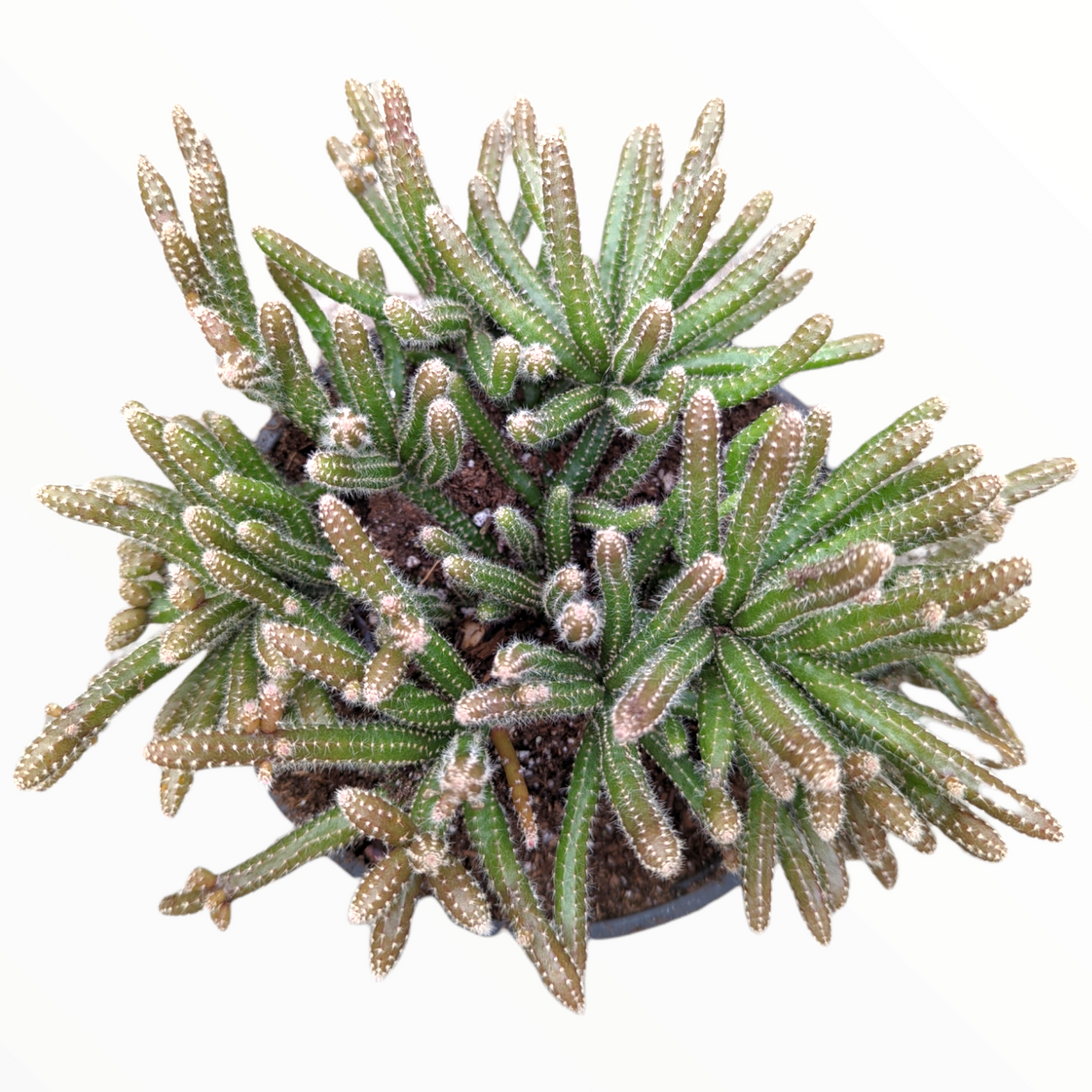 Rhipsalis baccifera subsp. horrida Mouse Tail Cactus