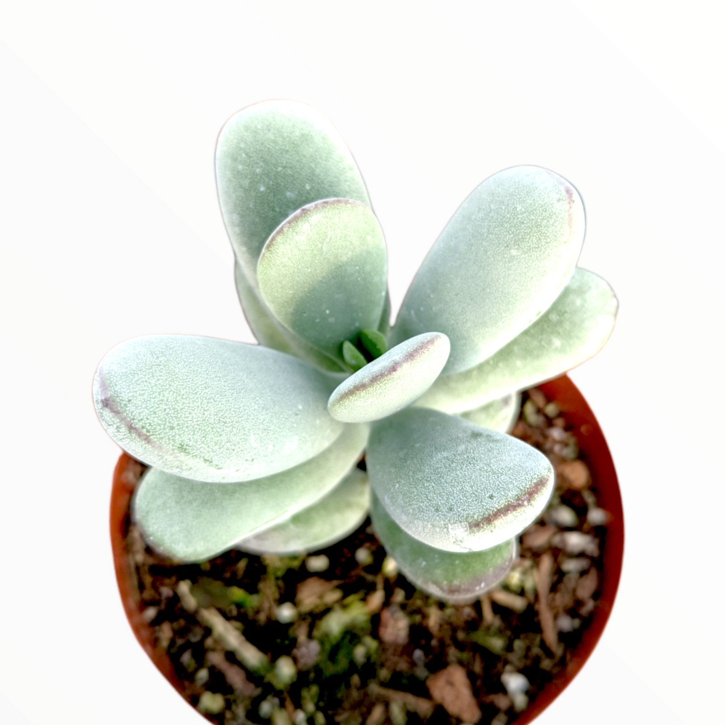 Cotyledon orbiculata 'Ping Pong'