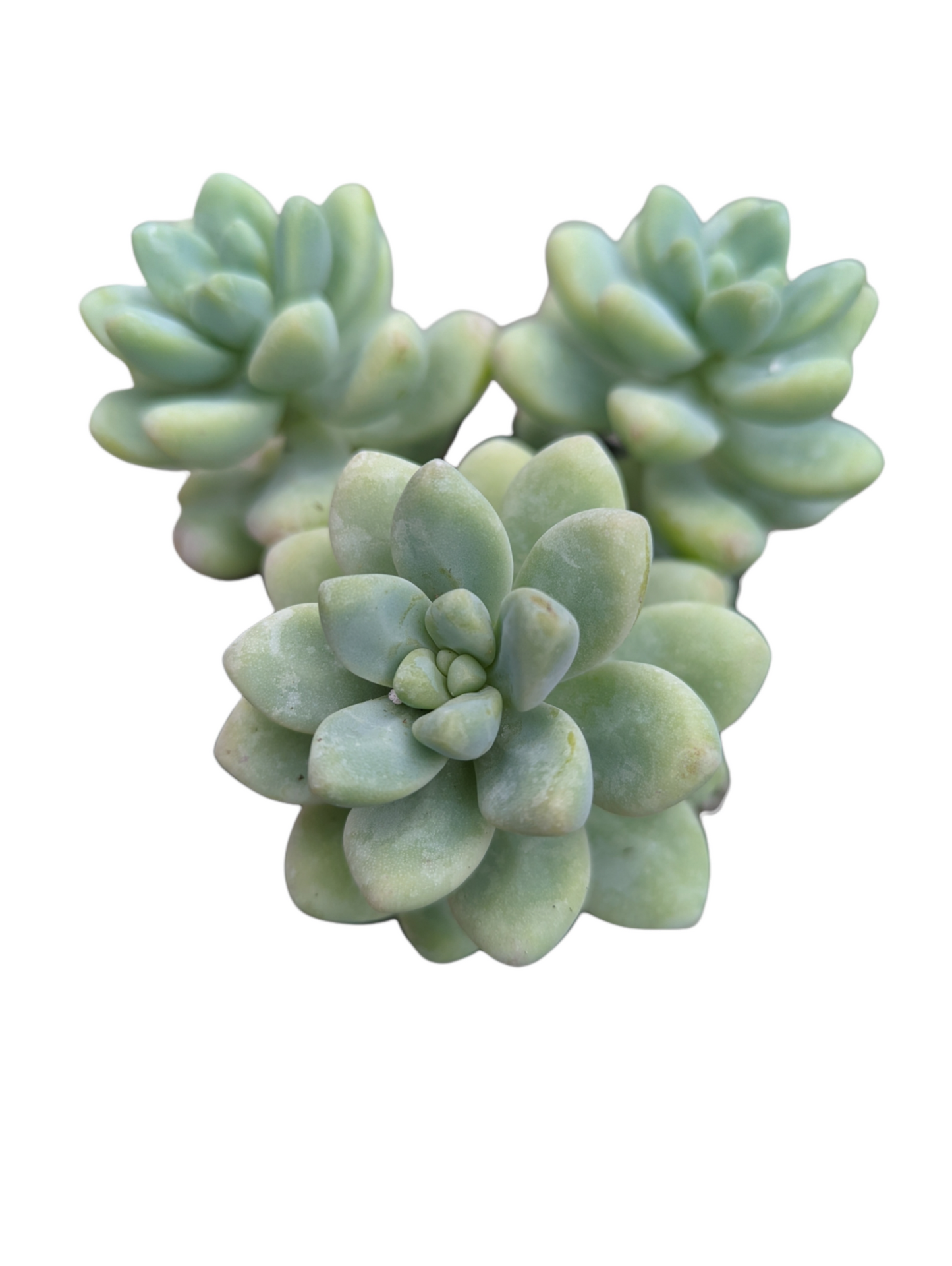 Sedum treleasei