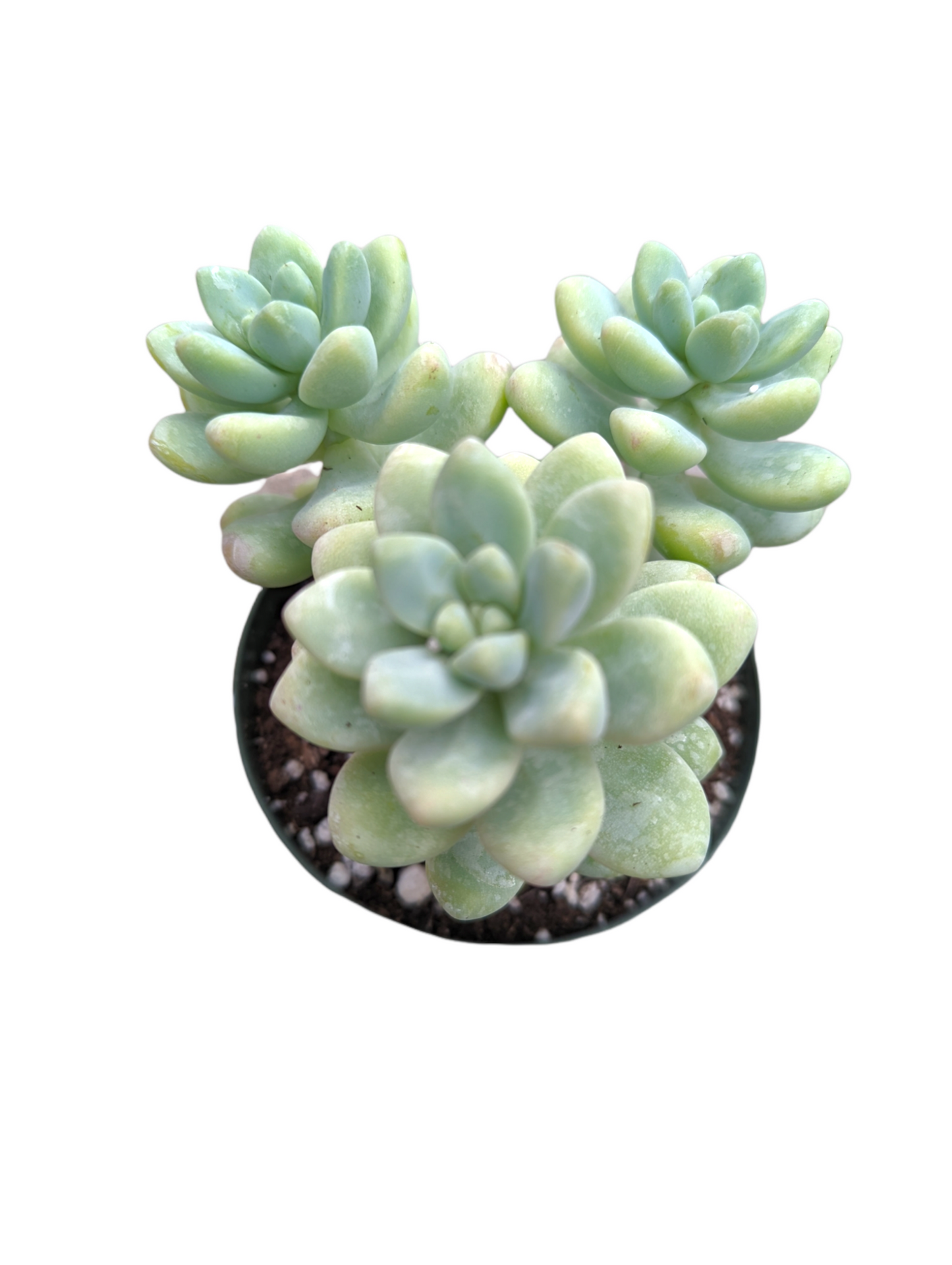 Sedum treleasei