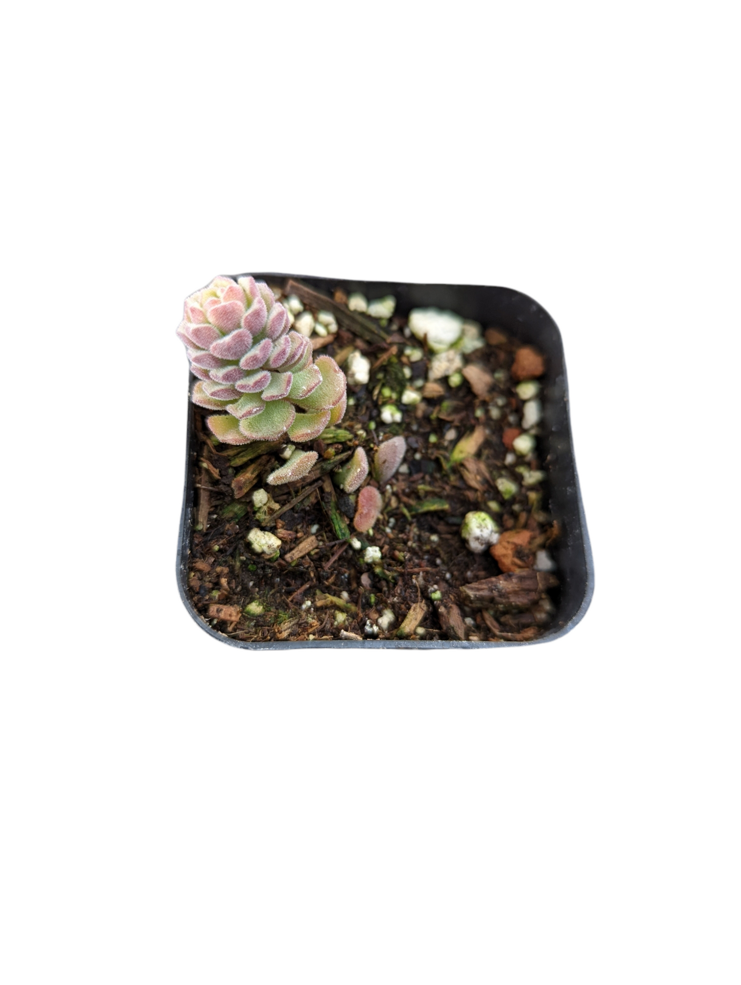 Sedum versadense Korean Succulent
