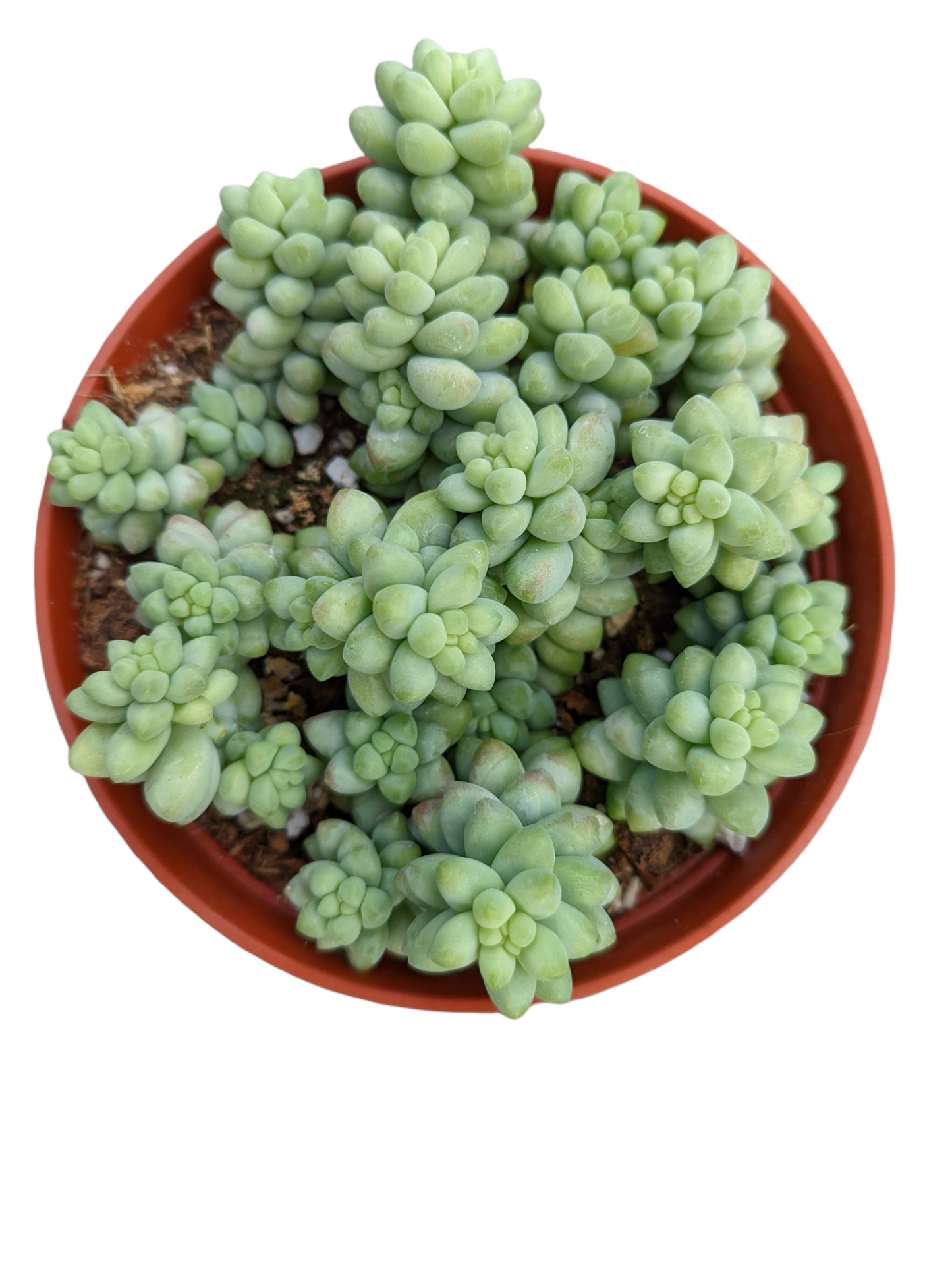 Sedum 'Burrito' Donkey Tail