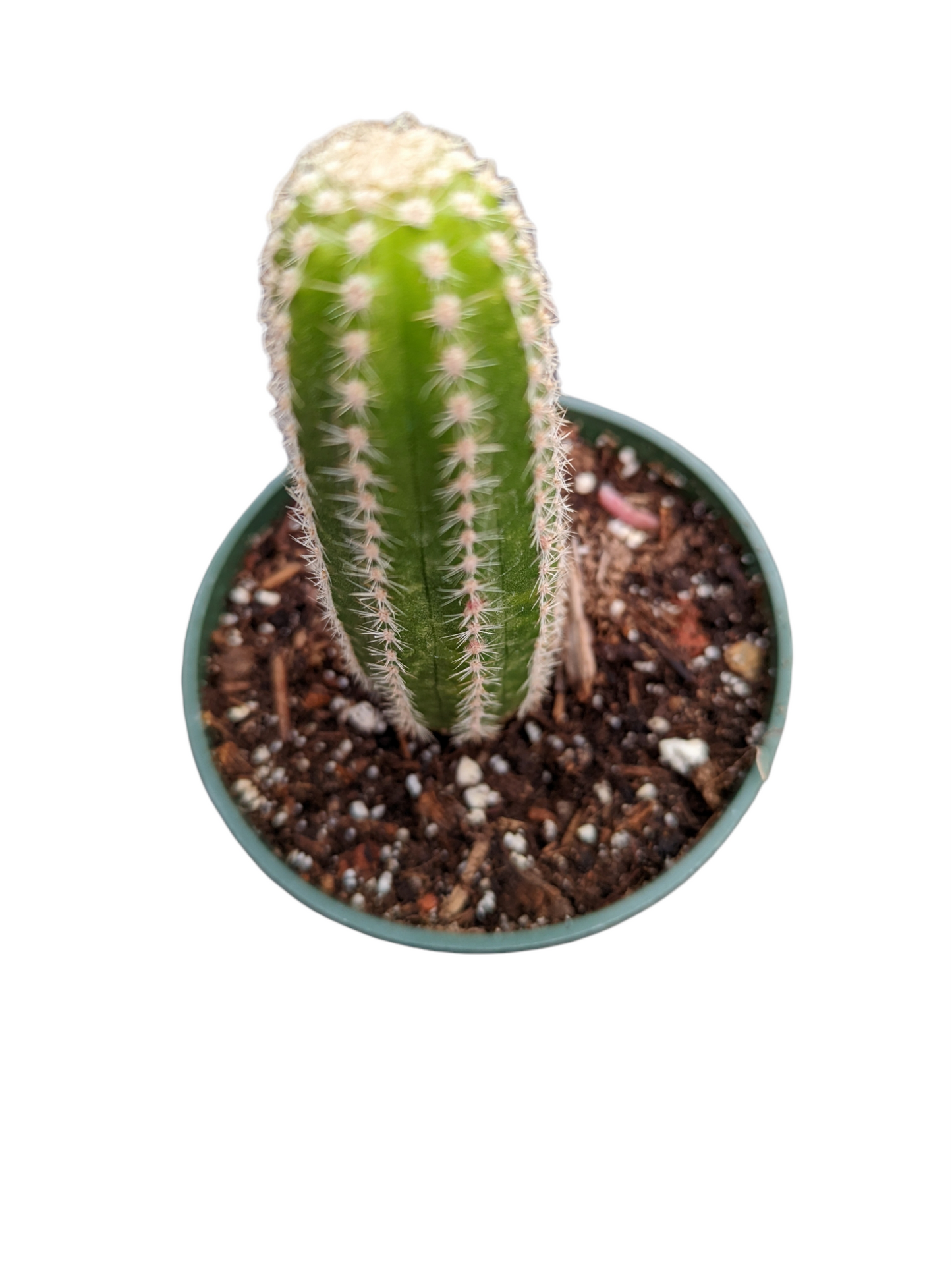 Chamaelobivia 'Rose Quartz' Peanut Cactus